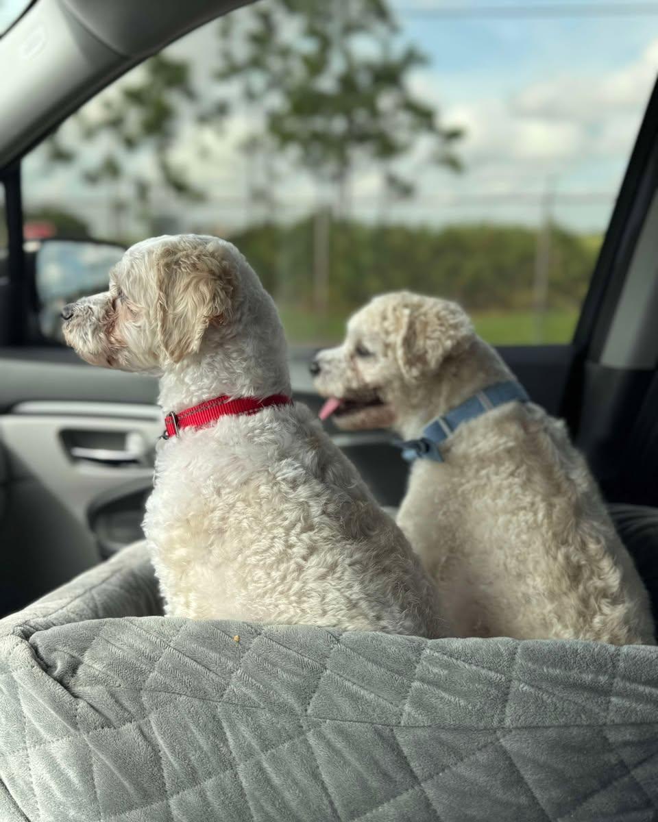 Liberty and Banner (BONDED PAIR)