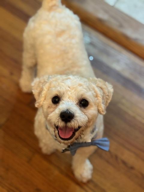 Enlarge Liberty and Banner (BONDED PAIR), a Adoptable mixed breed in Miami, FL image 4/6