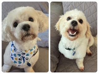 FOSTER or FOSTER TO ADOPT NEEDED - Liberty and Banner (BONDED PA Poodle Dog