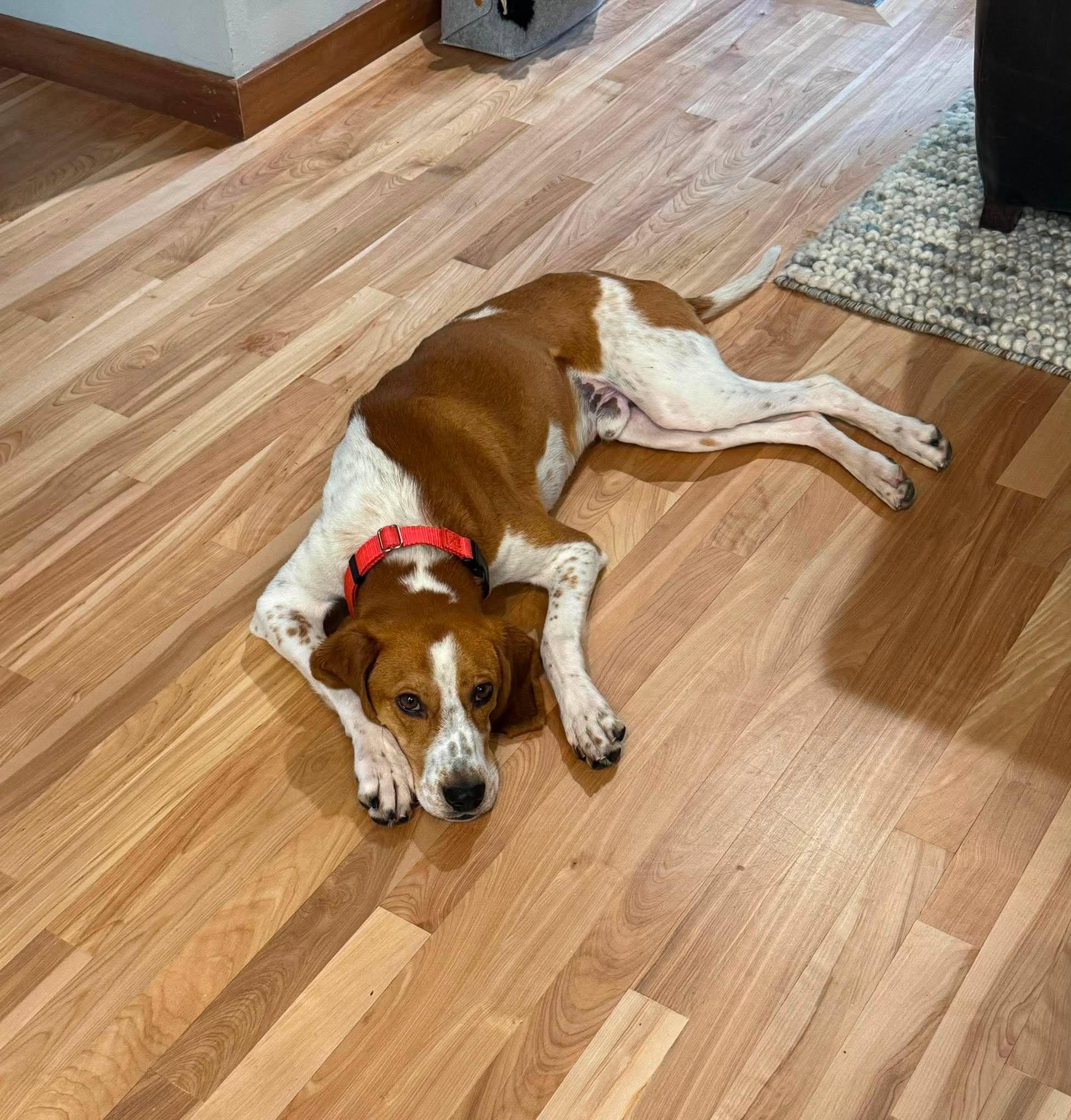 Enlarge Banjo, a Adoptable English Coonhound in Little Chute, WI image 1/6