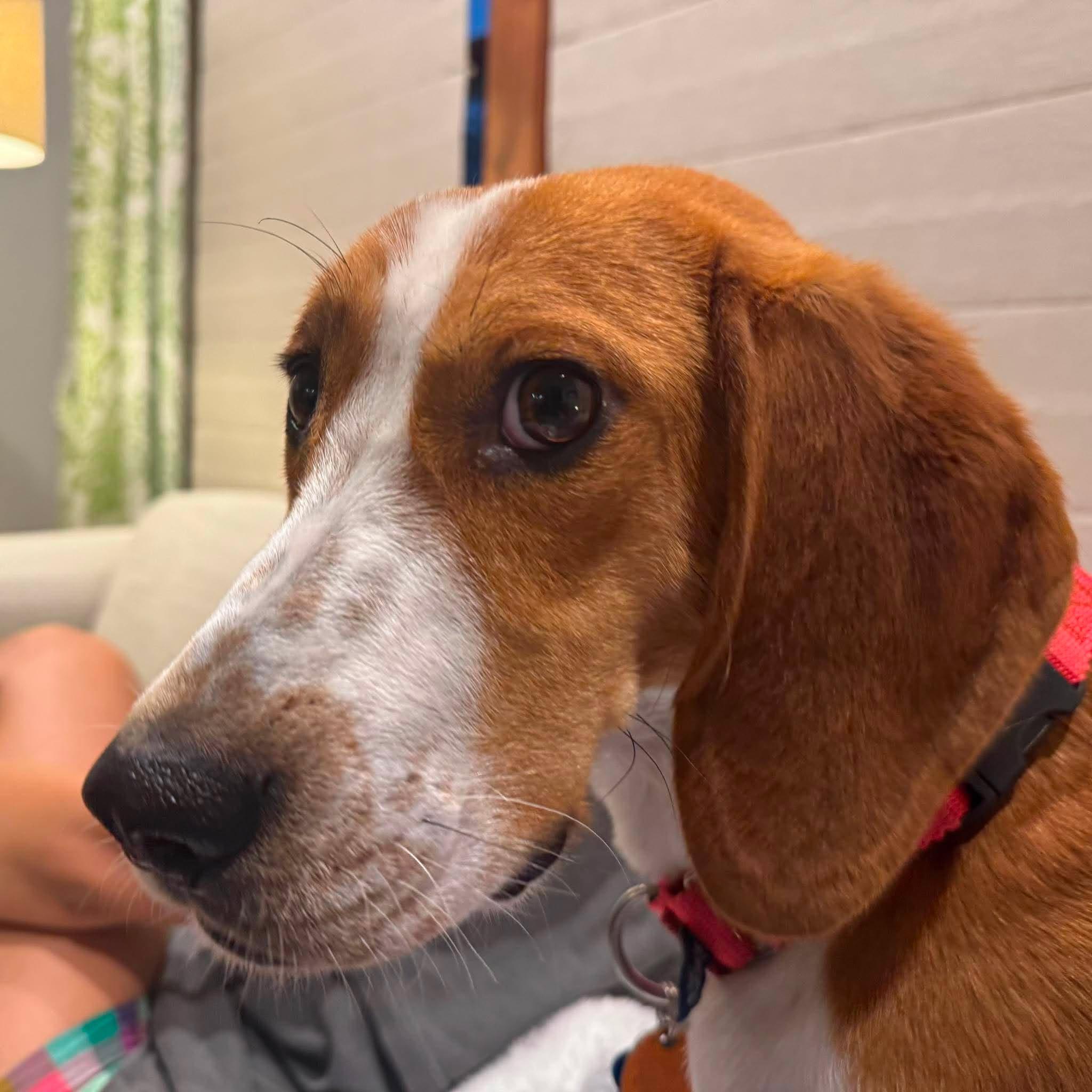 Enlarge Banjo, a Adoptable English Coonhound in Little Chute, WI image 2/6