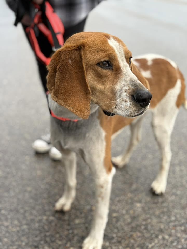 Enlarge Banjo, a Adoptable English Coonhound in Little Chute, WI image 3/6