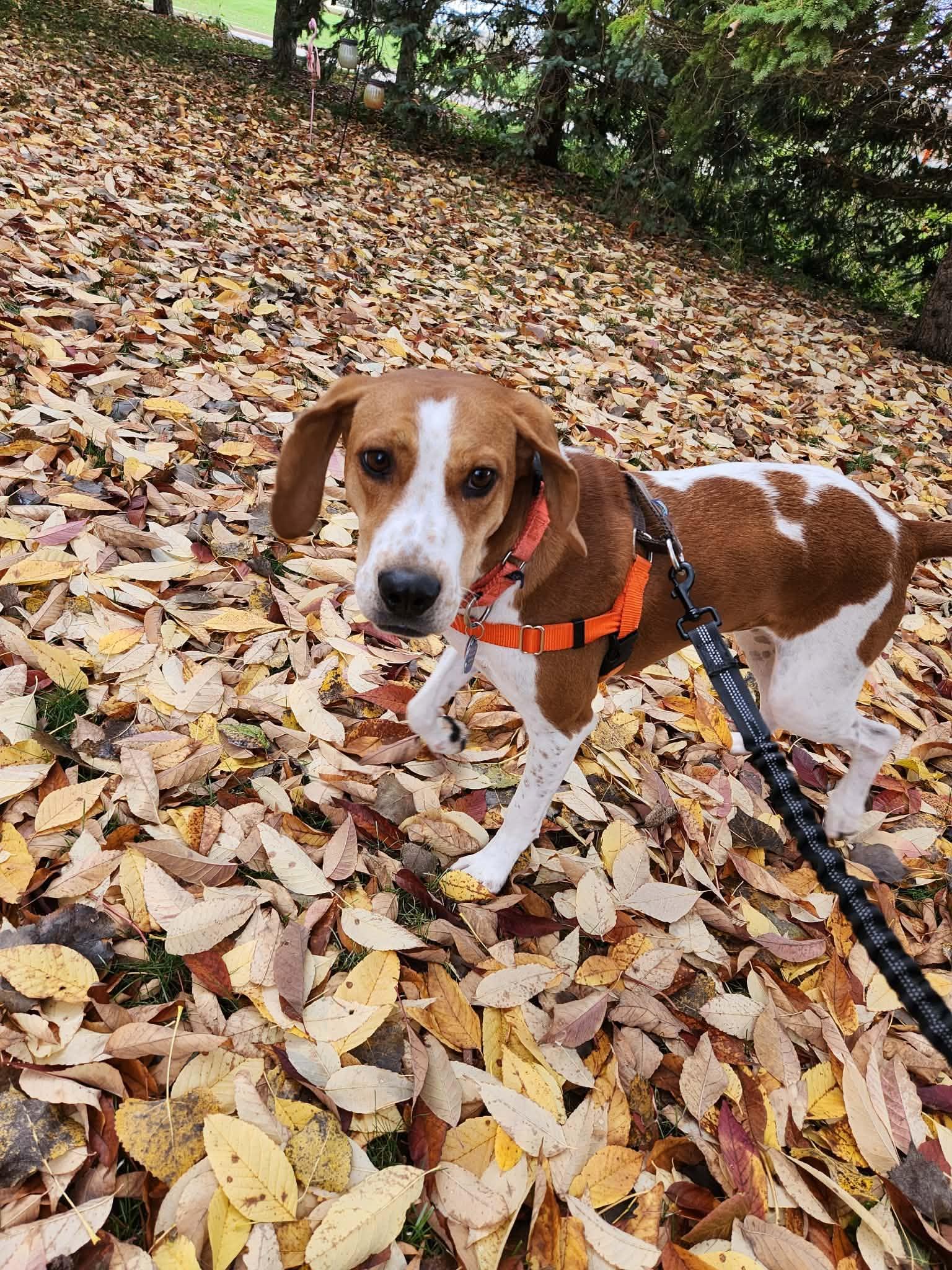 Enlarge Banjo, a Adoptable English Coonhound in Little Chute, WI image 3/6