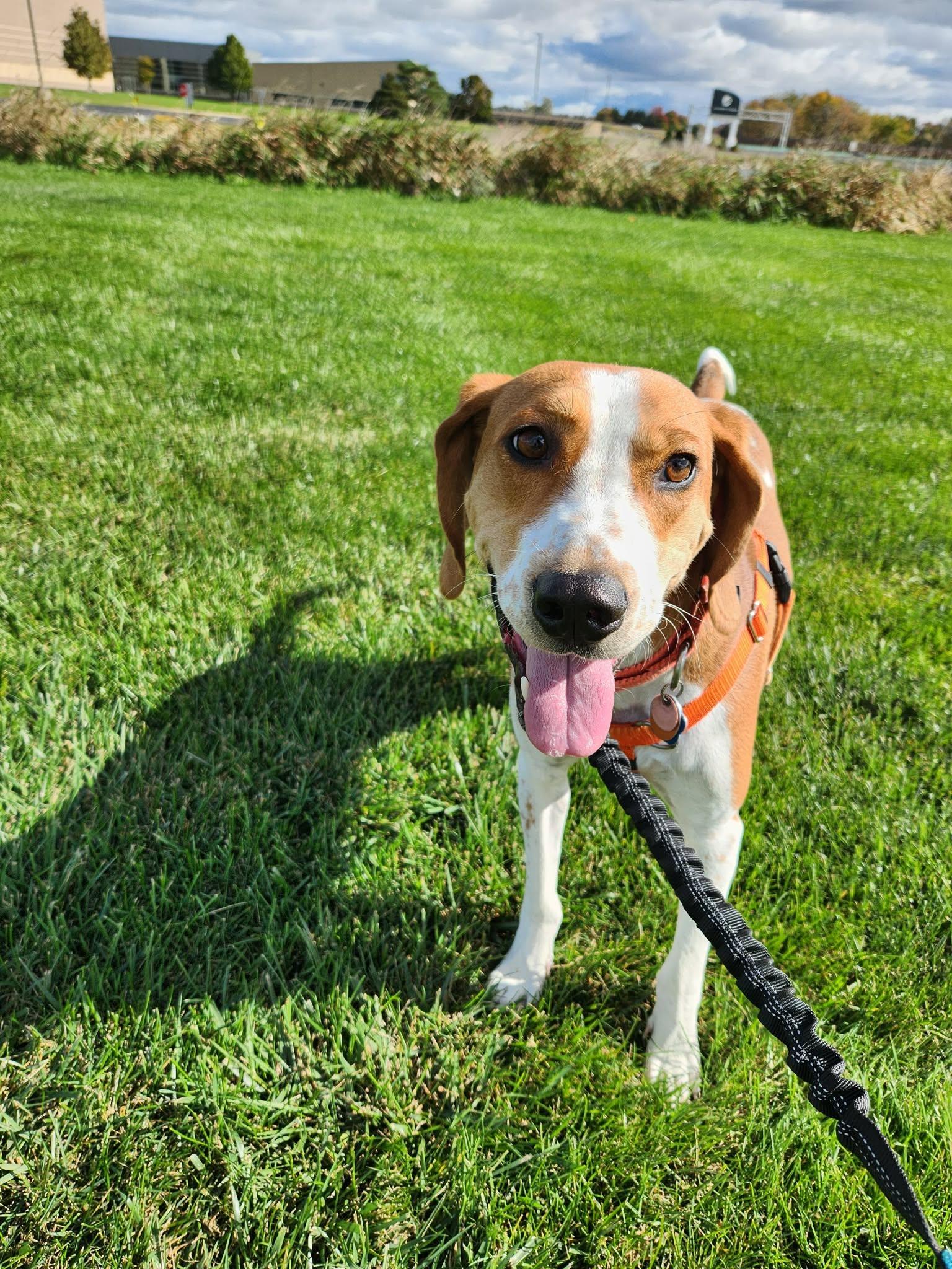 Enlarge Banjo, a Adoptable English Coonhound in Little Chute, WI image 4/6