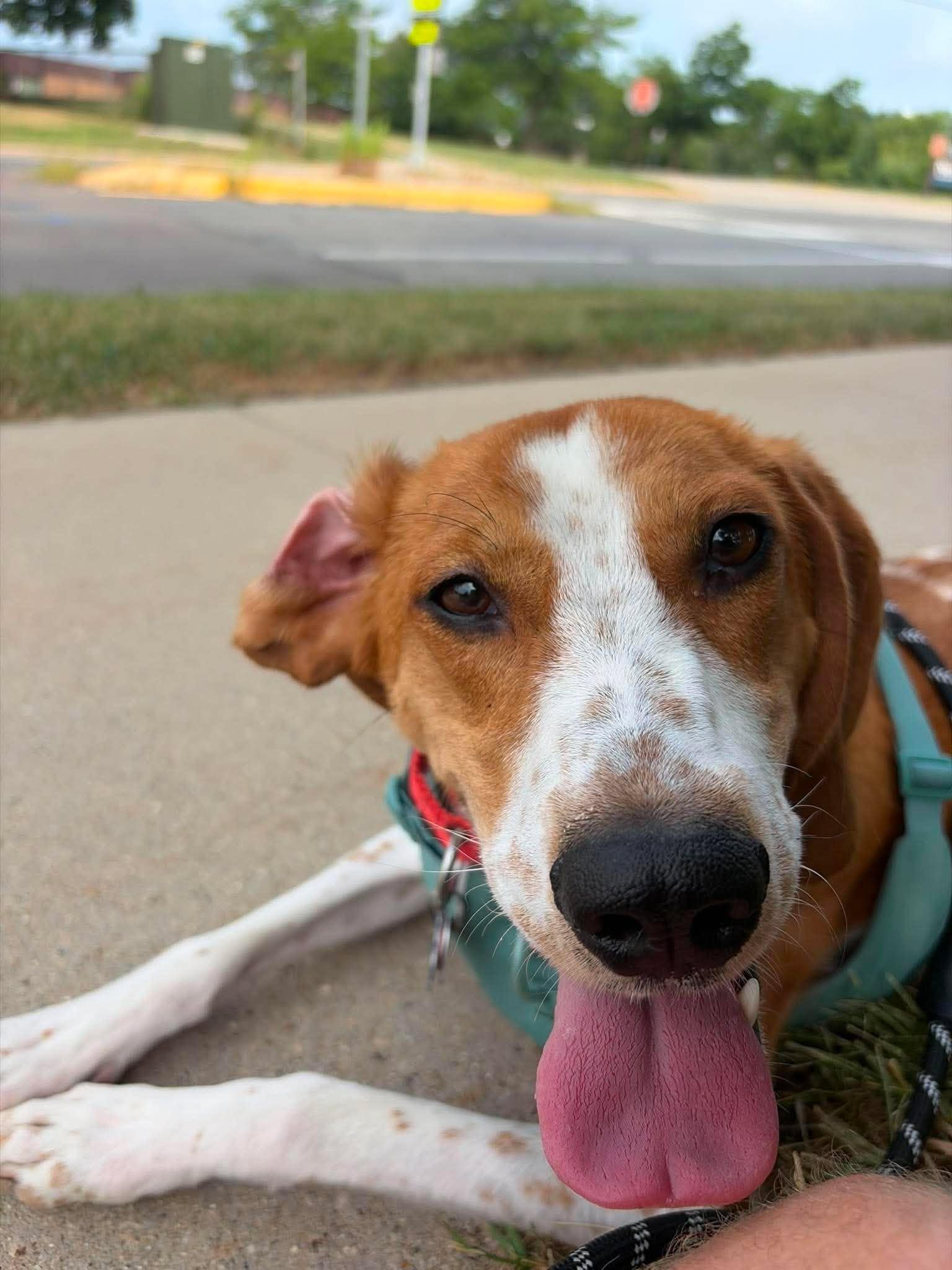 Enlarge Banjo, a Adoptable English Coonhound in Little Chute, WI image 4/6