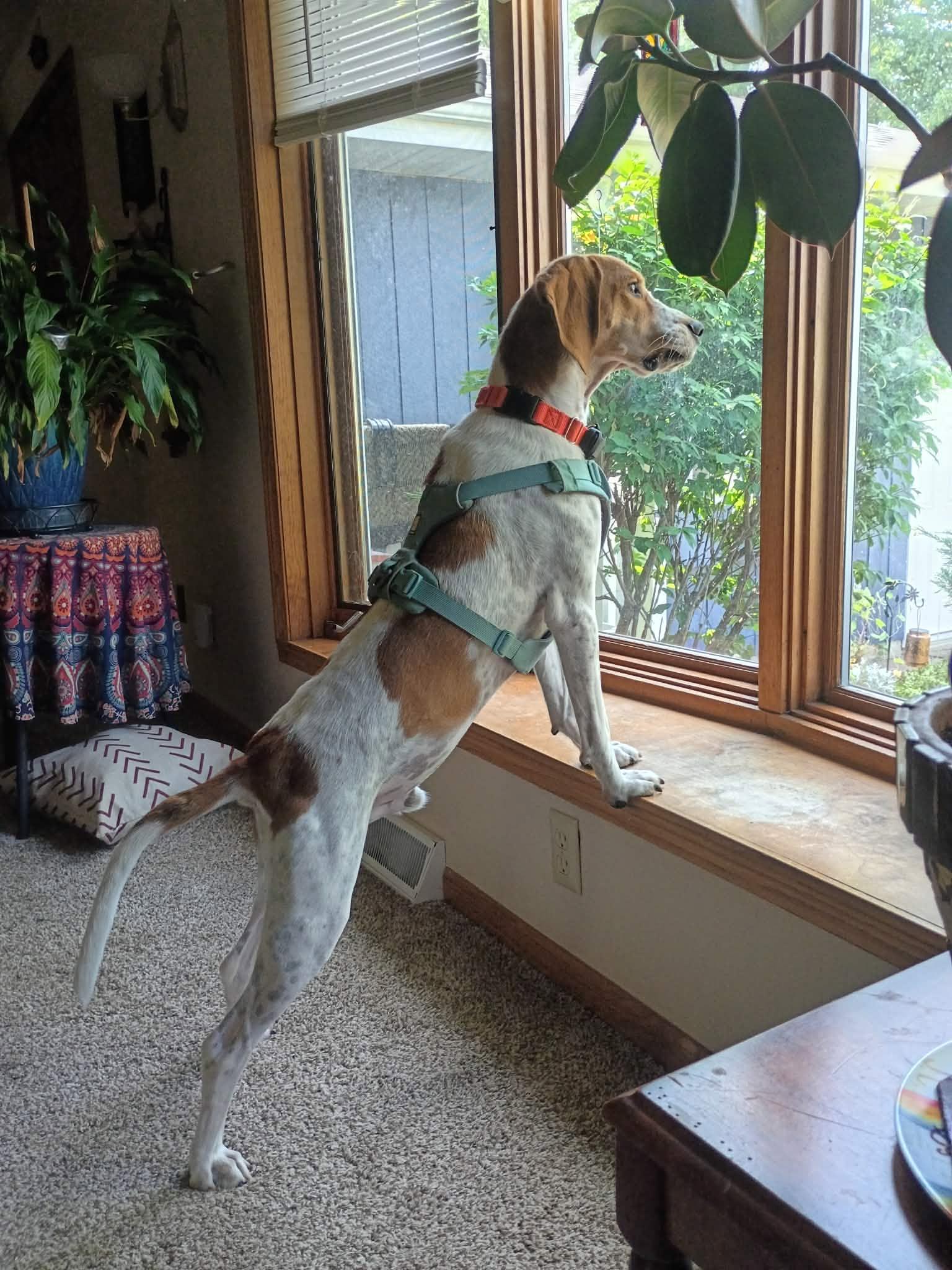 Enlarge Banjo, a Adoptable English Coonhound in Little Chute, WI image 5/6