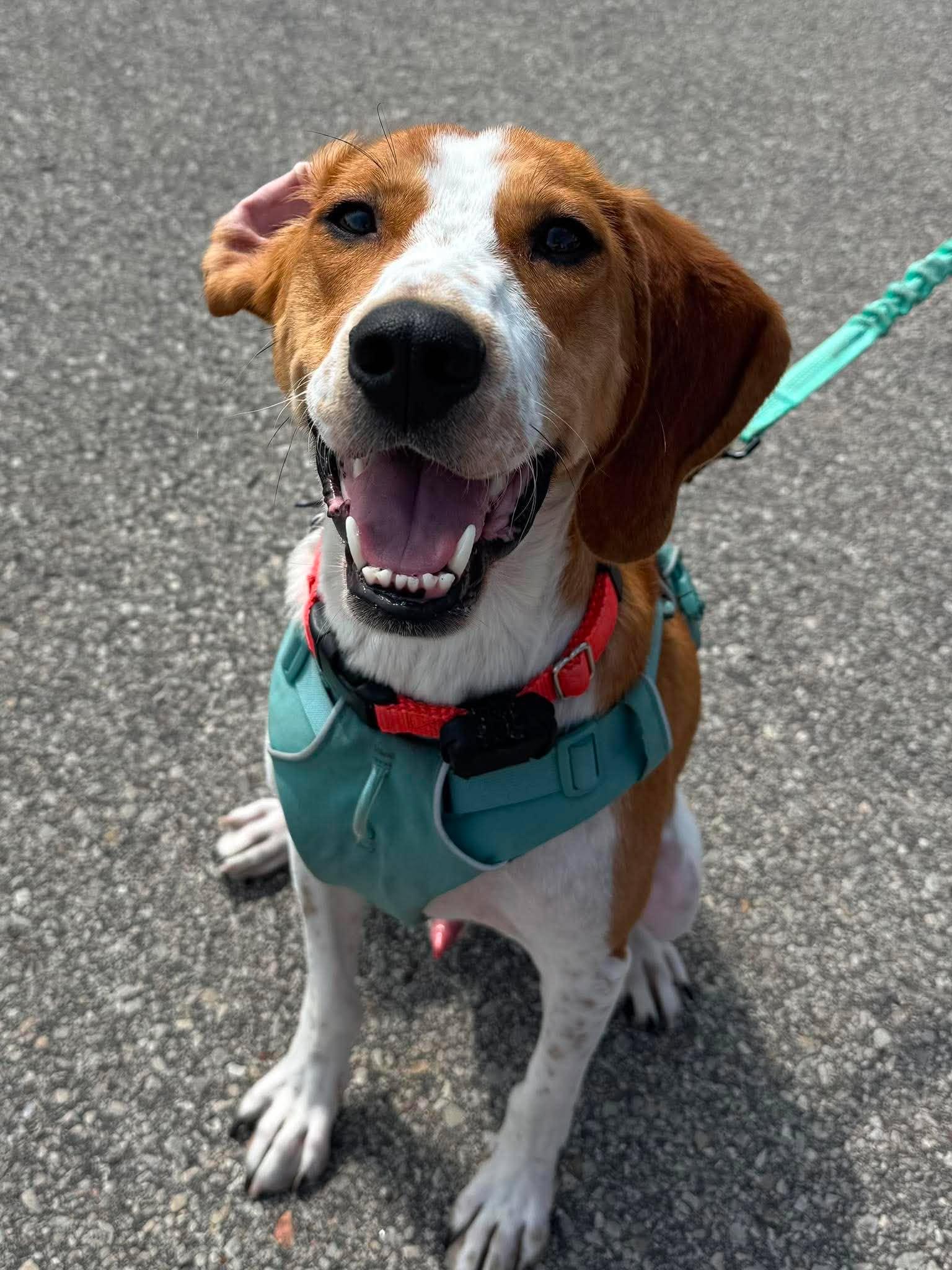 Enlarge Banjo, a Adoptable English Coonhound in Little Chute, WI image 6/6