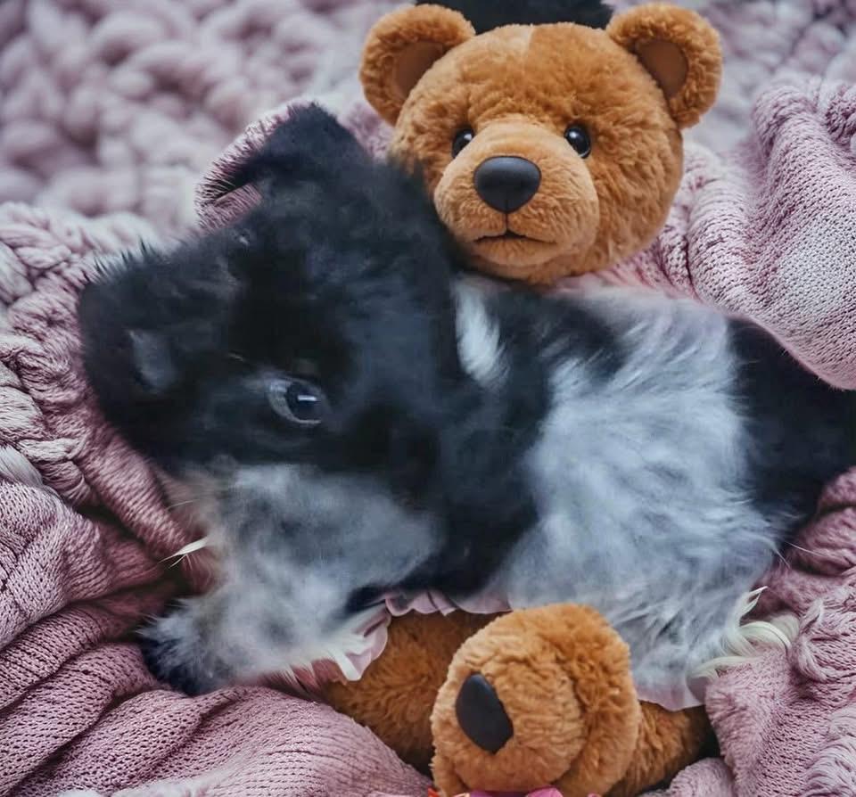 Sammie, ADOPTABLE, Puppy Female Poodle & Wirehaired Terrier.