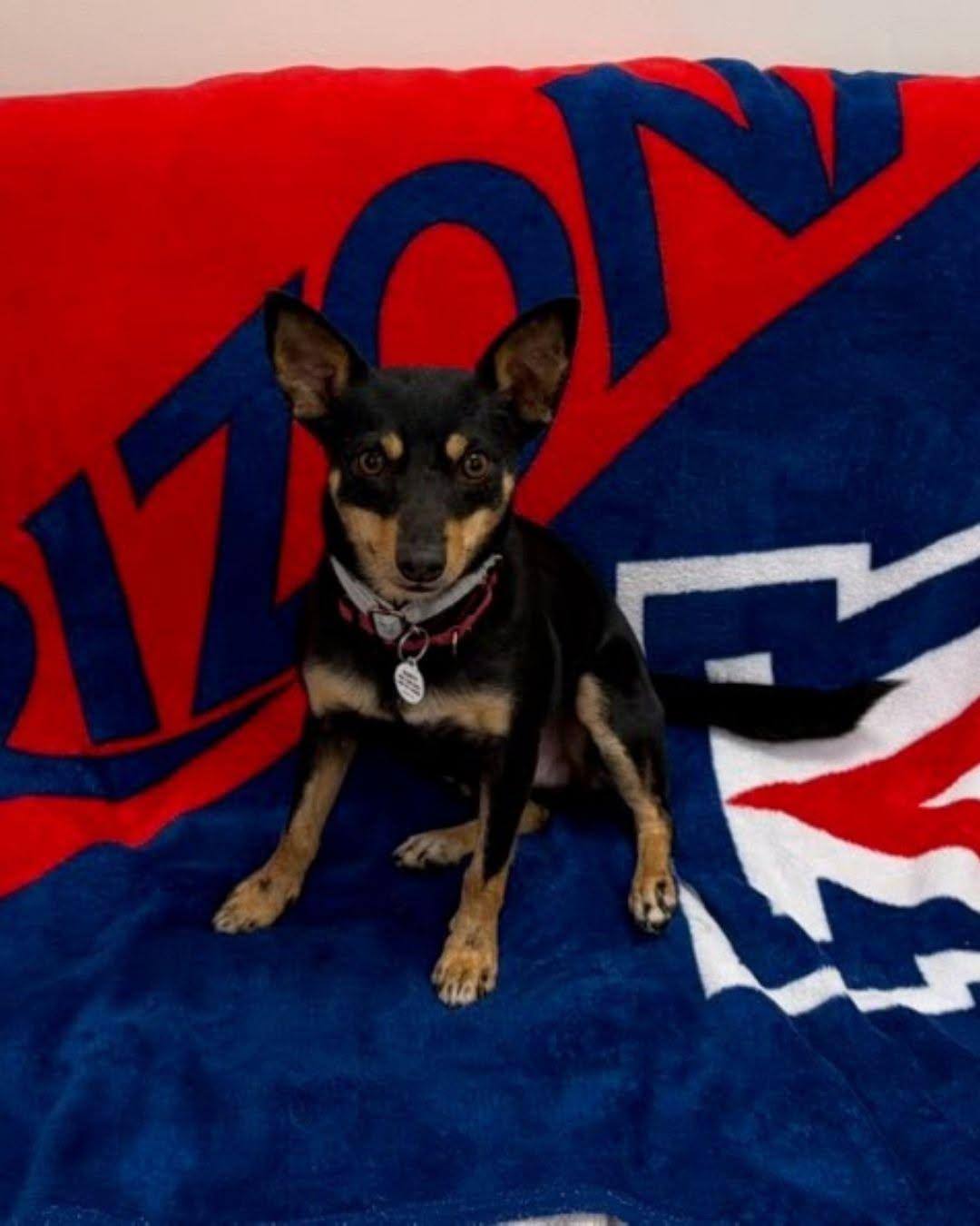 Enlarge Spinner, a Adoptable Miniature Pinscher in Phoenix, AZ image 5/6