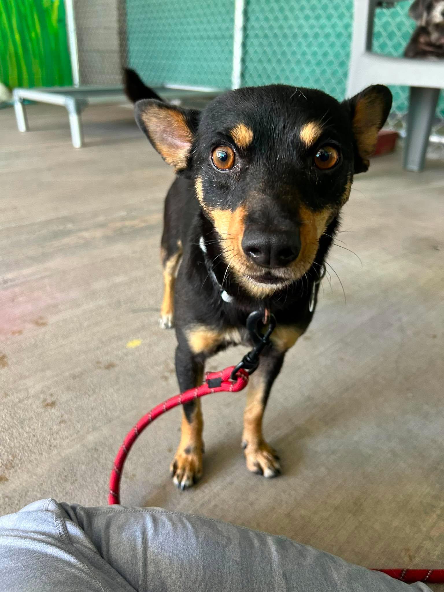 Enlarge Spinner, a Adoptable Miniature Pinscher in Phoenix, AZ image 3/6