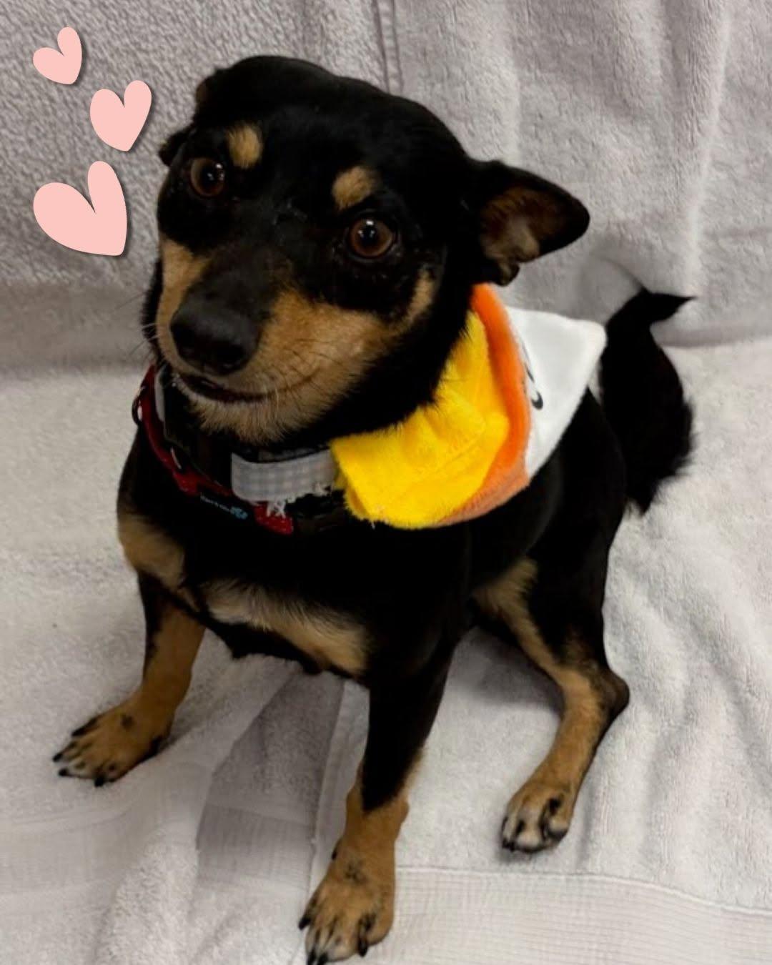 Spinner, Adoptable, Adult Male Miniature Pinscher.