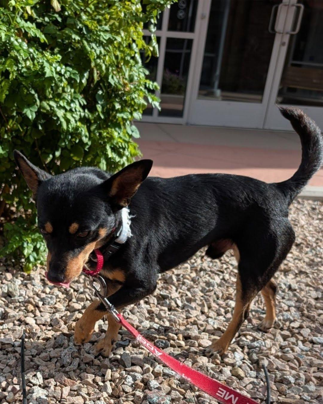 Enlarge Spinner, a Adoptable Miniature Pinscher in Phoenix, AZ image 6/6