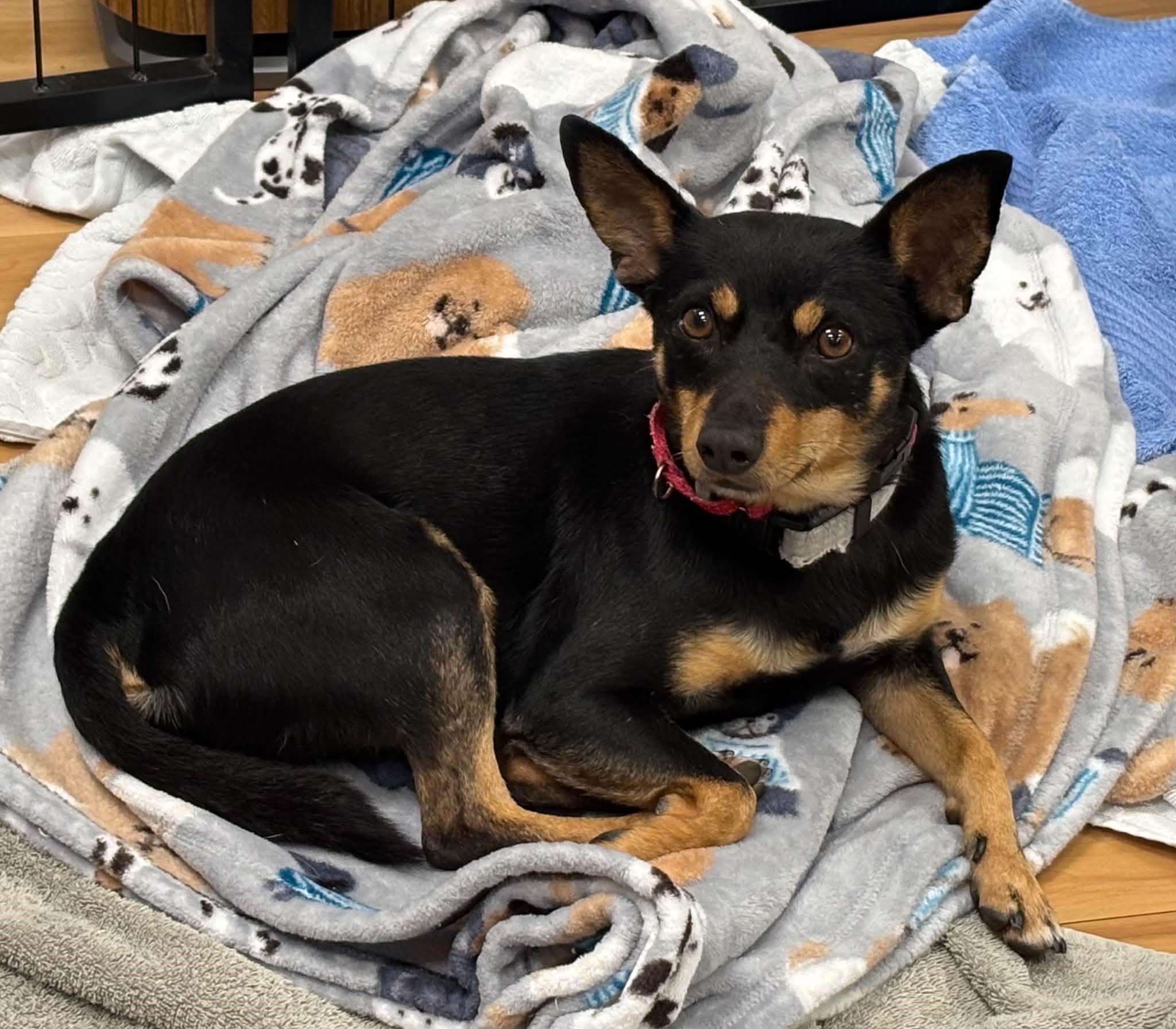 Enlarge Spinner, a Adoptable Miniature Pinscher in Phoenix, AZ image 2/6