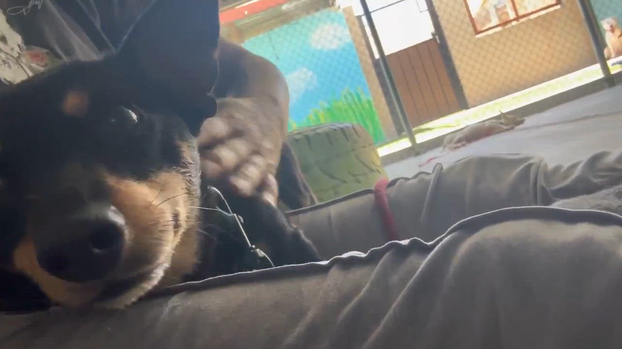 Enlarge Spinner, a Adoptable Miniature Pinscher in Phoenix, AZ video 4/6