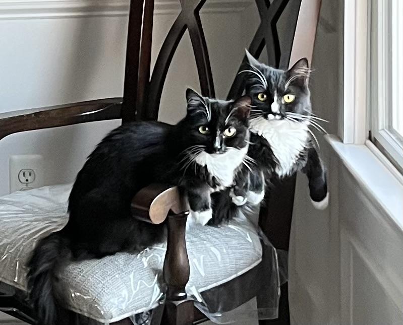Enlarge Capri & Domino, a Adoptable Domestic Medium Hair in Allentown, NJ image 1/3