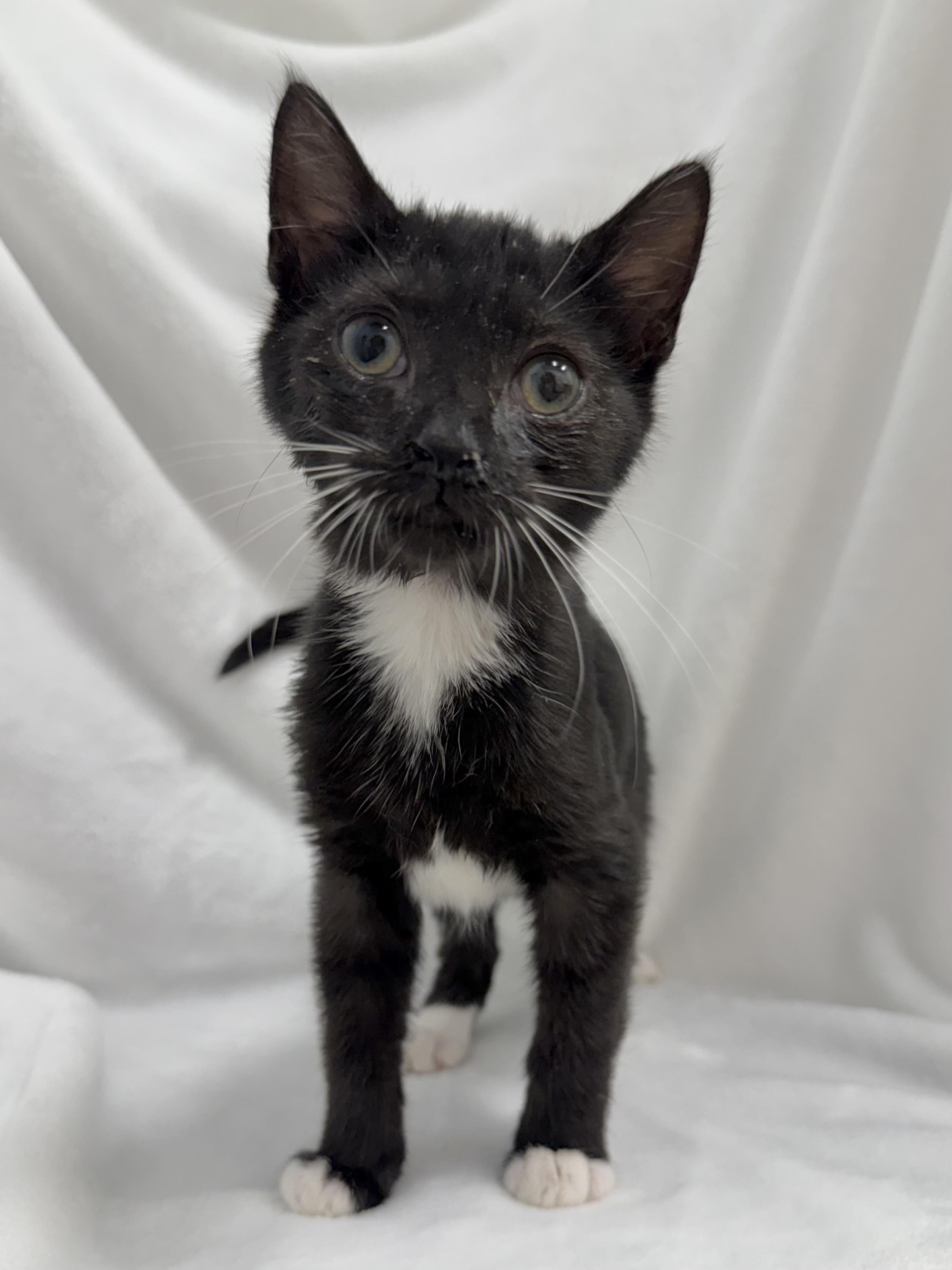 Enlarge Conway, a ADOPTABLE mixed breed in Greensboro, NC image 3/3