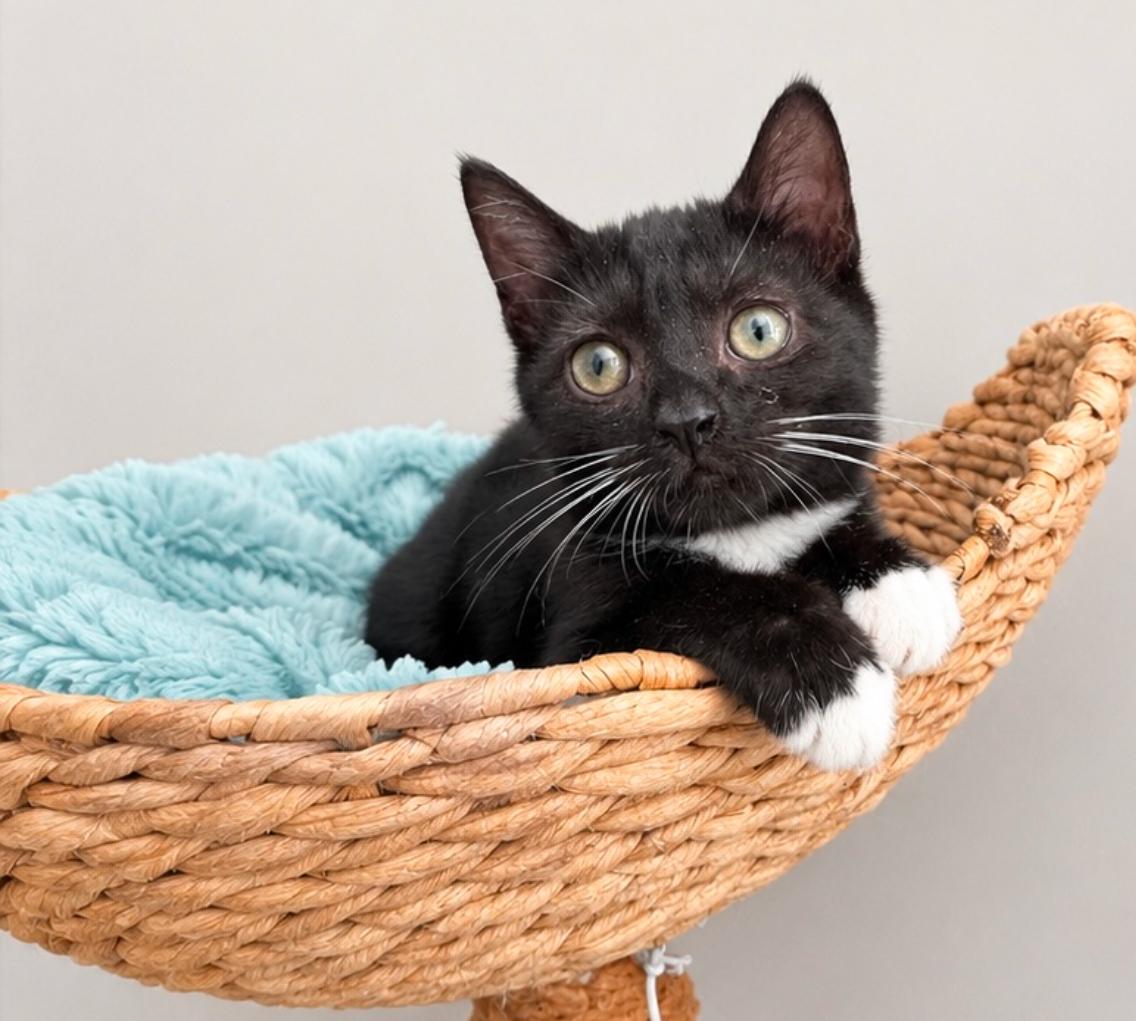 Conway, ADOPTABLE, Kitten Female Domestic Short Hair & Tuxedo.