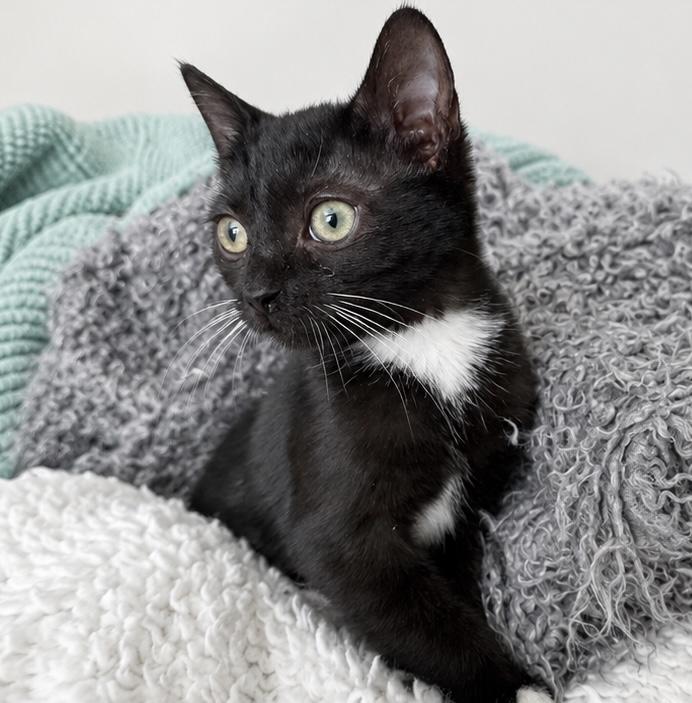 Enlarge Conway, a ADOPTABLE mixed breed in Greensboro, NC image 2/3