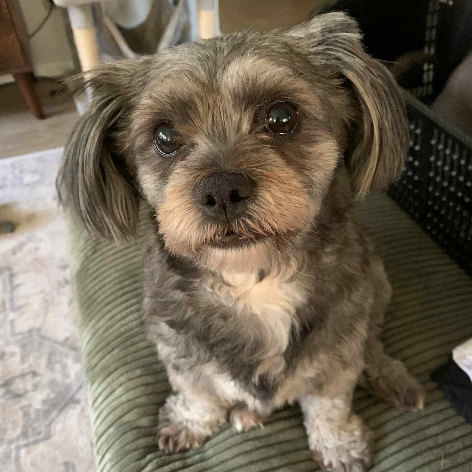 Moki: 5 yr male Lhasa Apso mix, Adopted, Adult Male Lhasa Apso.