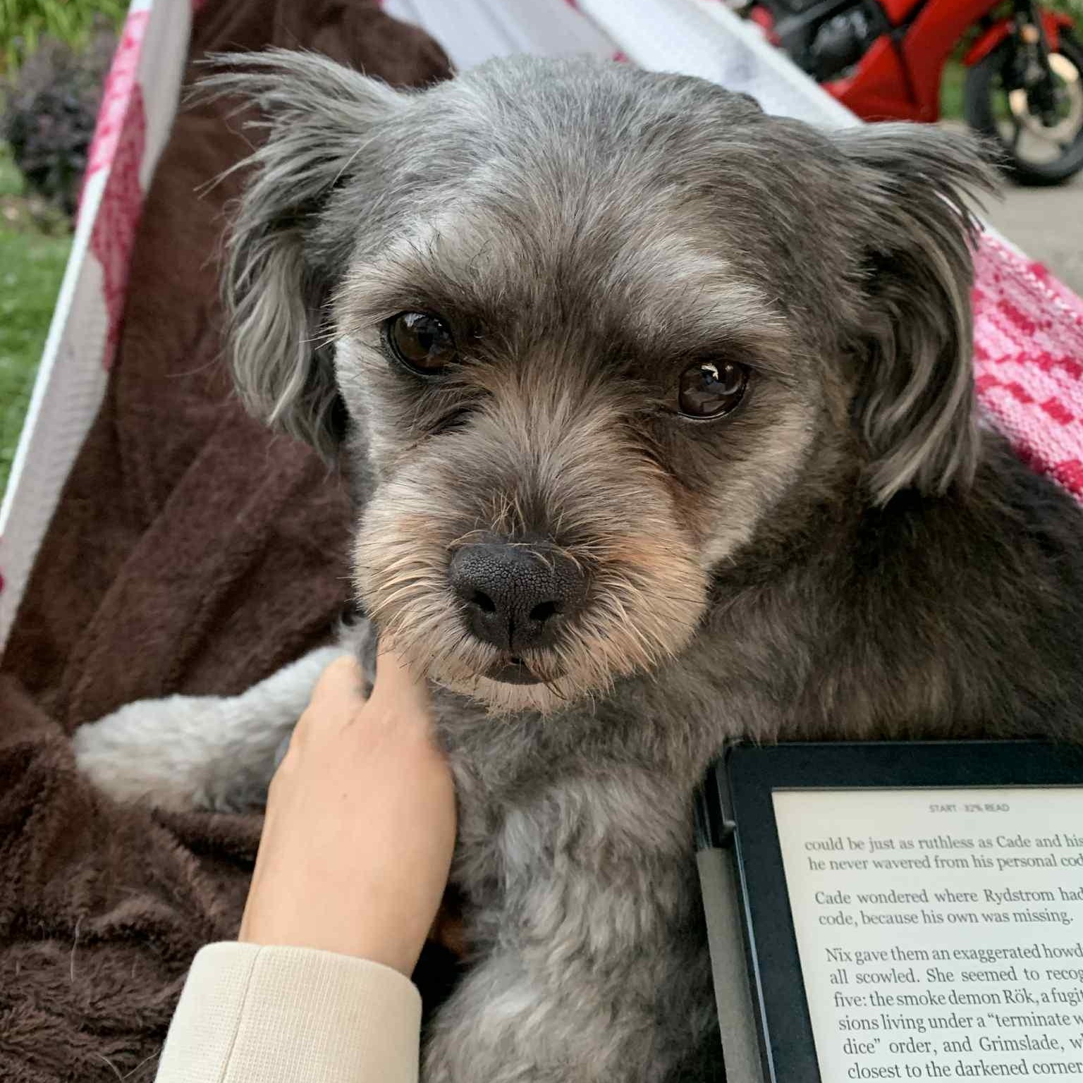 Enlarge Moki: 5 yr male Lhasa Apso mix, a Adopted mixed breed in ST JACOBS, ON image 2/5