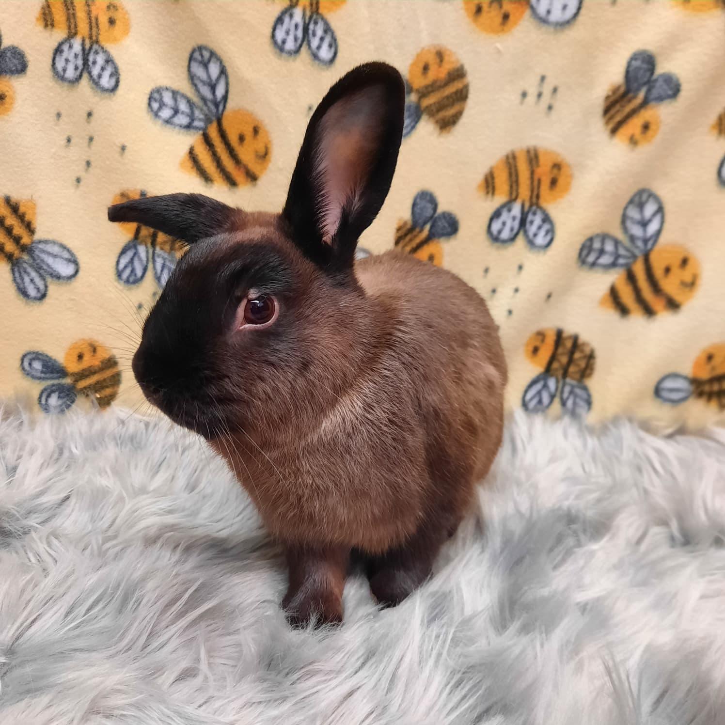 Acorn, adopted, Adult Male Rex.