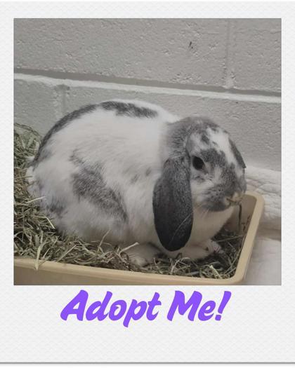 Enlarge Chomper, a Adoptable Mini Lop in Lowell, MA image 1/1
