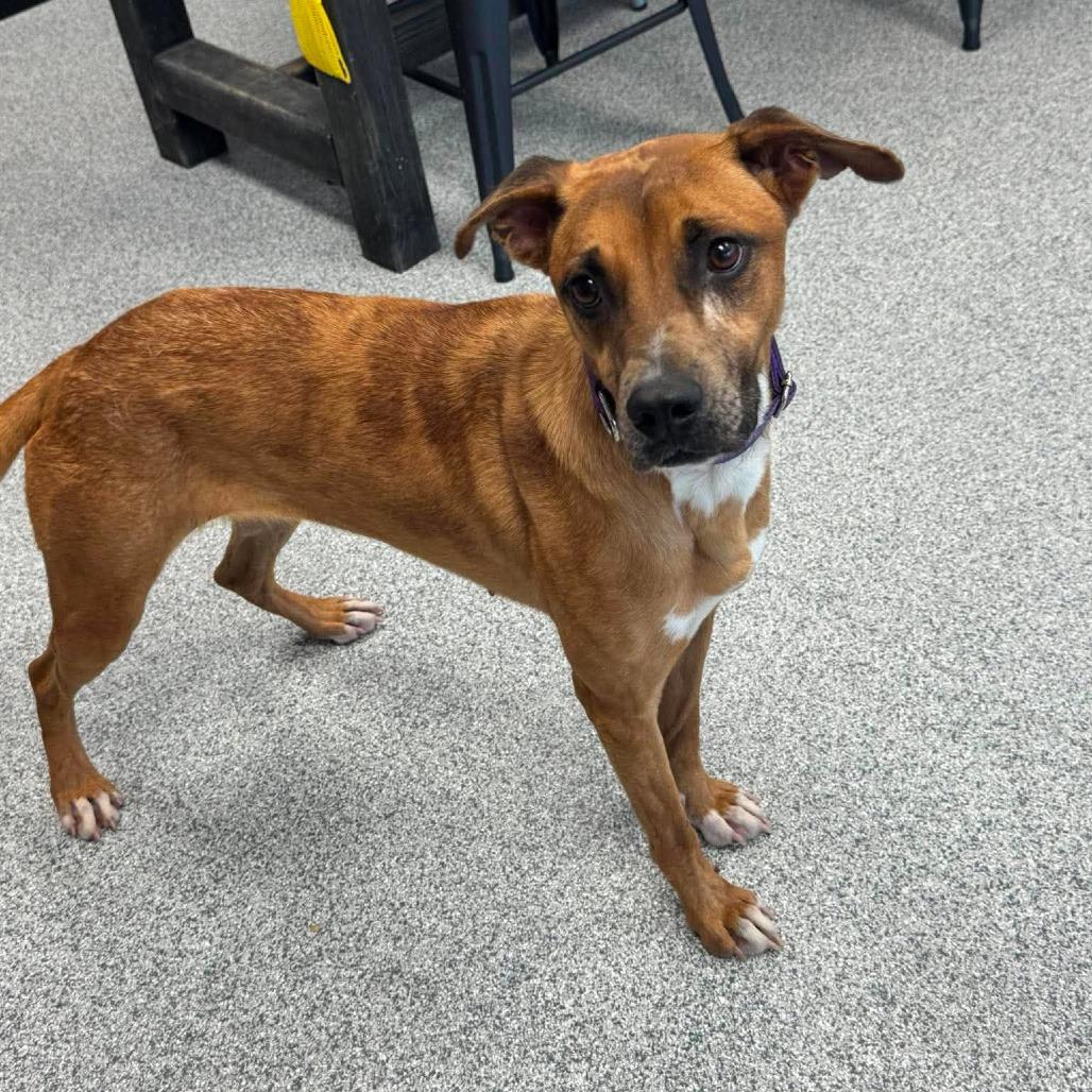 Cassidy, a ADOPTABLE mixed breed in Monticello, IA image 3/5