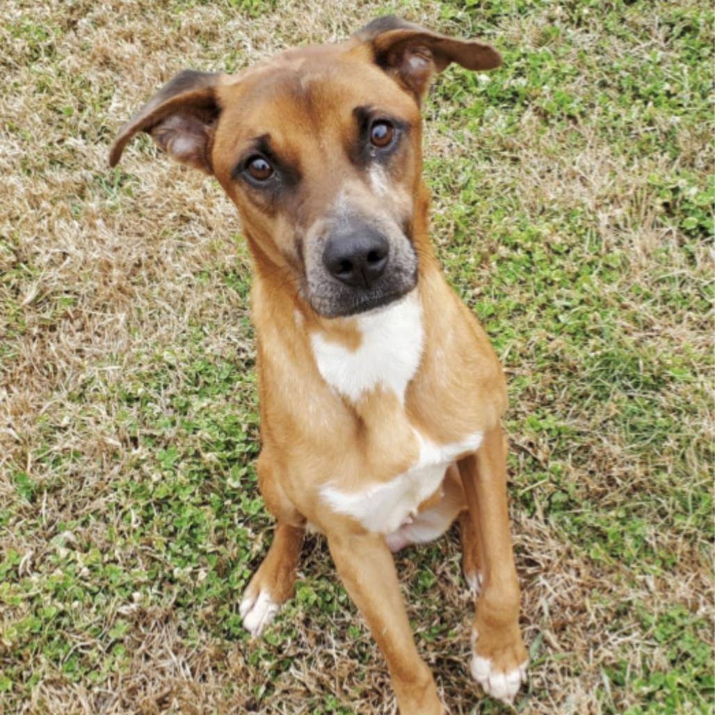 Cassidy, a ADOPTABLE mixed breed in Monticello, IA image 1/5