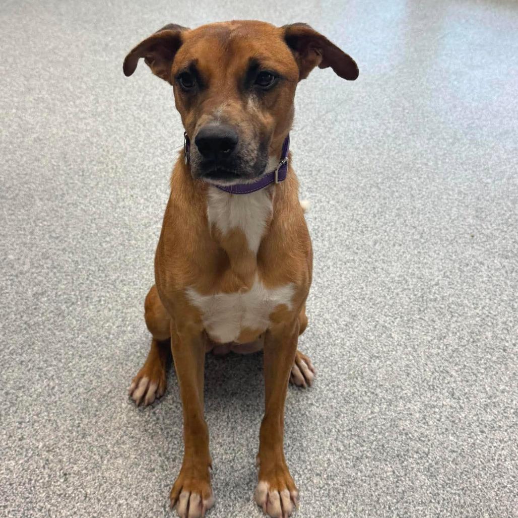 Cassidy, a ADOPTABLE mixed breed in Monticello, IA image 5/5