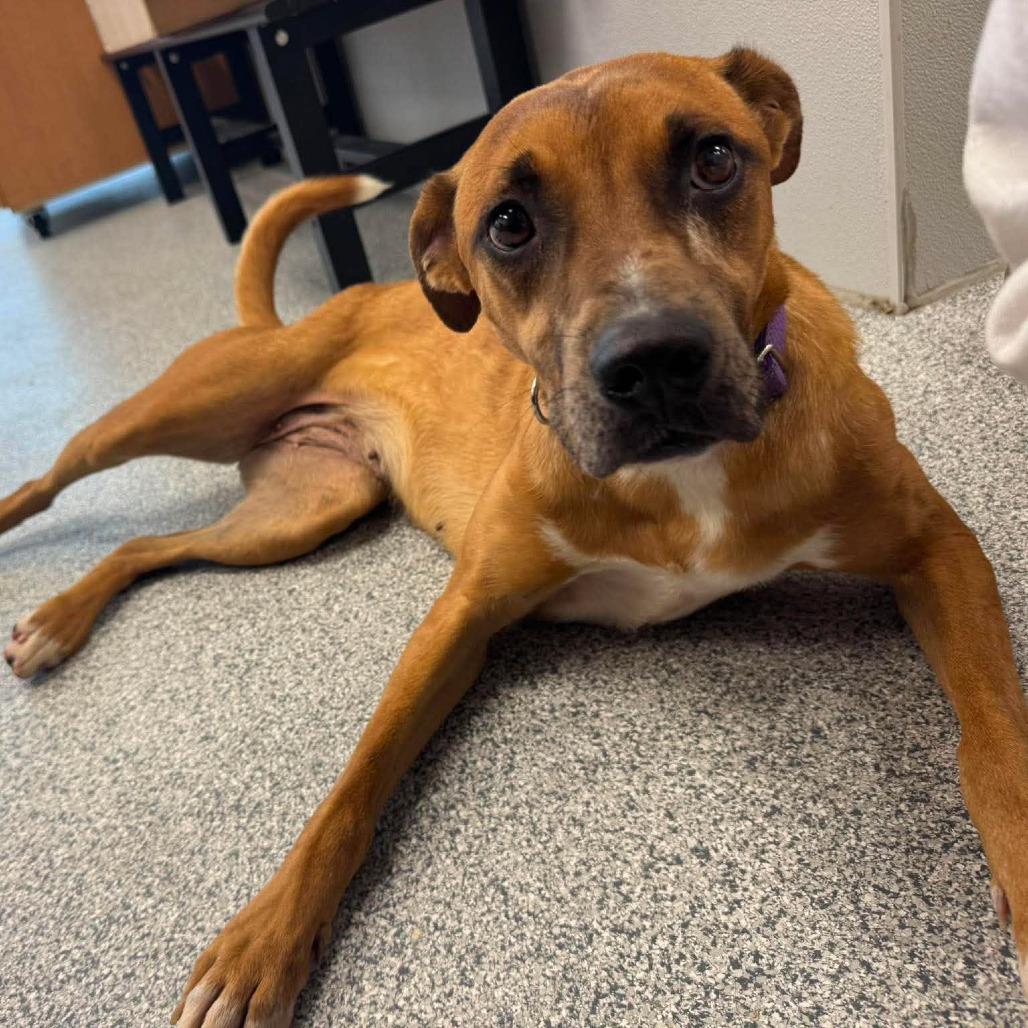 Cassidy, a ADOPTABLE mixed breed in Monticello, IA image 4/5