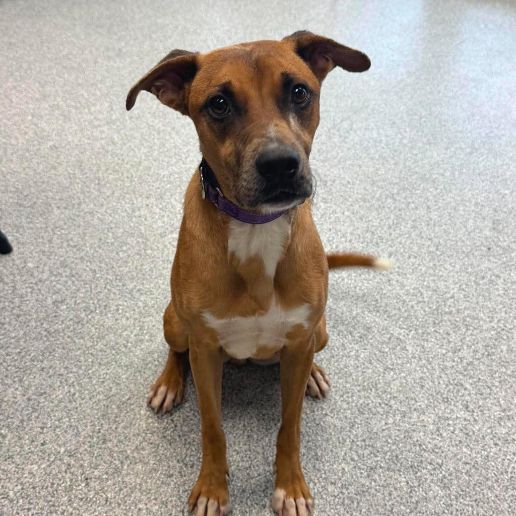 Cassidy, a ADOPTABLE mixed breed in Monticello, IA image 2/5