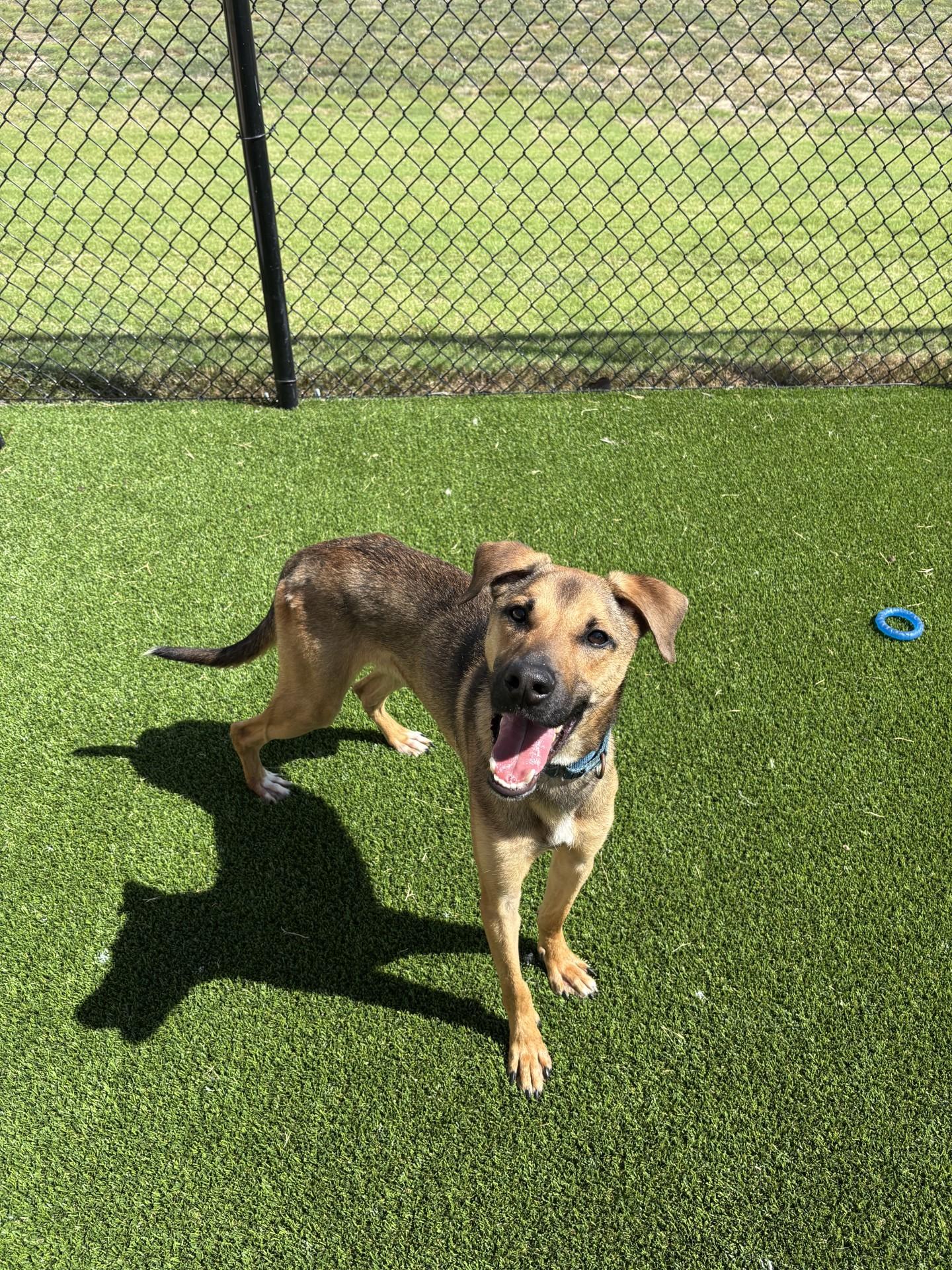 Lucas, Adopted, Young Male German Shepherd Dog.