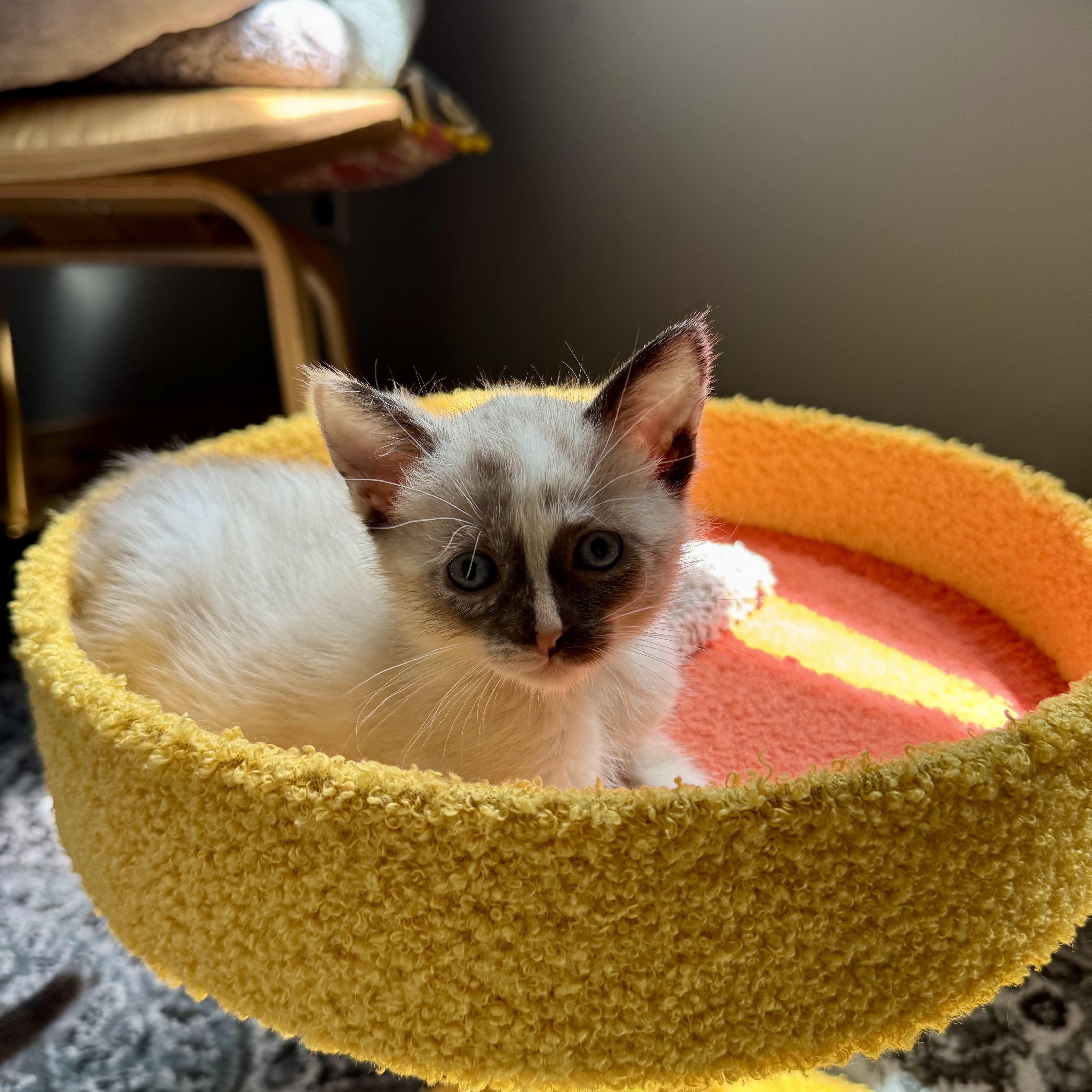 Mariachi, an adopted Siamese in Milwaukee, WI image 4/6
