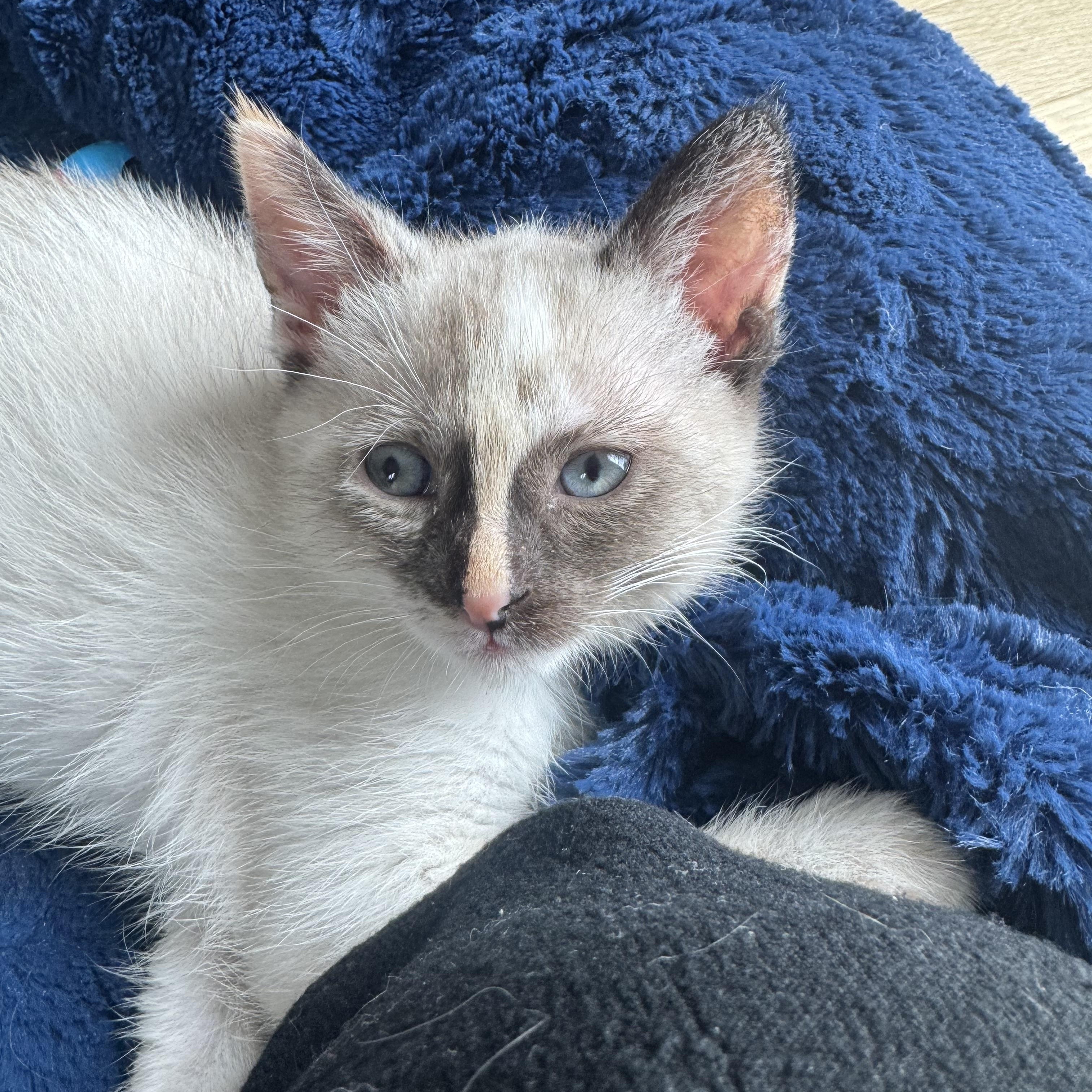 Mariachi, an adopted Siamese in Milwaukee, WI image 6/6