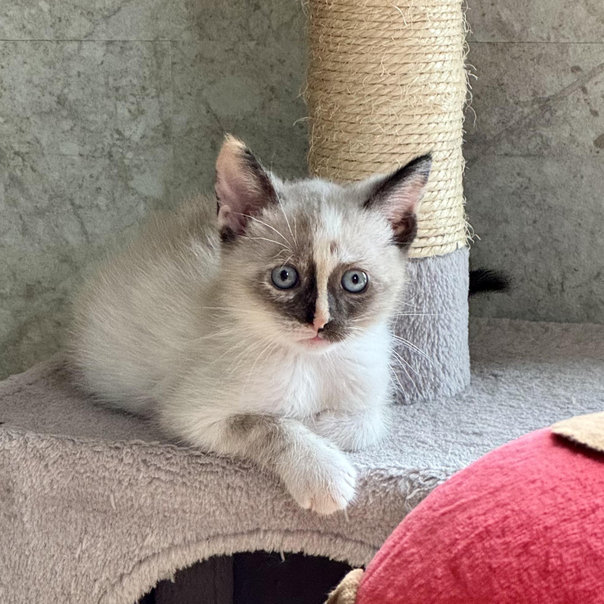 Mariachi, an adopted Siamese in Milwaukee, WI image 2/6