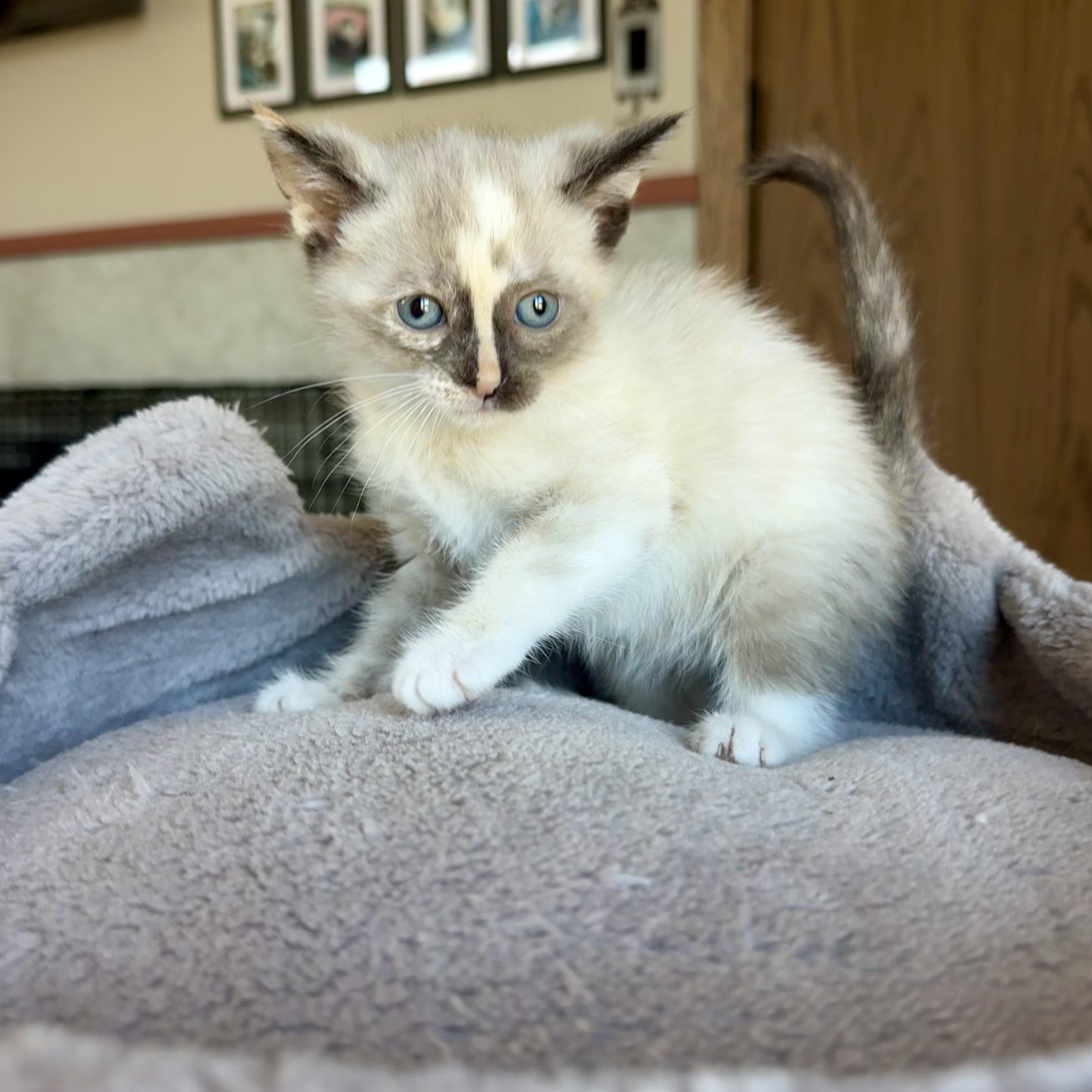 Mariachi, an adopted Siamese in Milwaukee, WI image 5/6