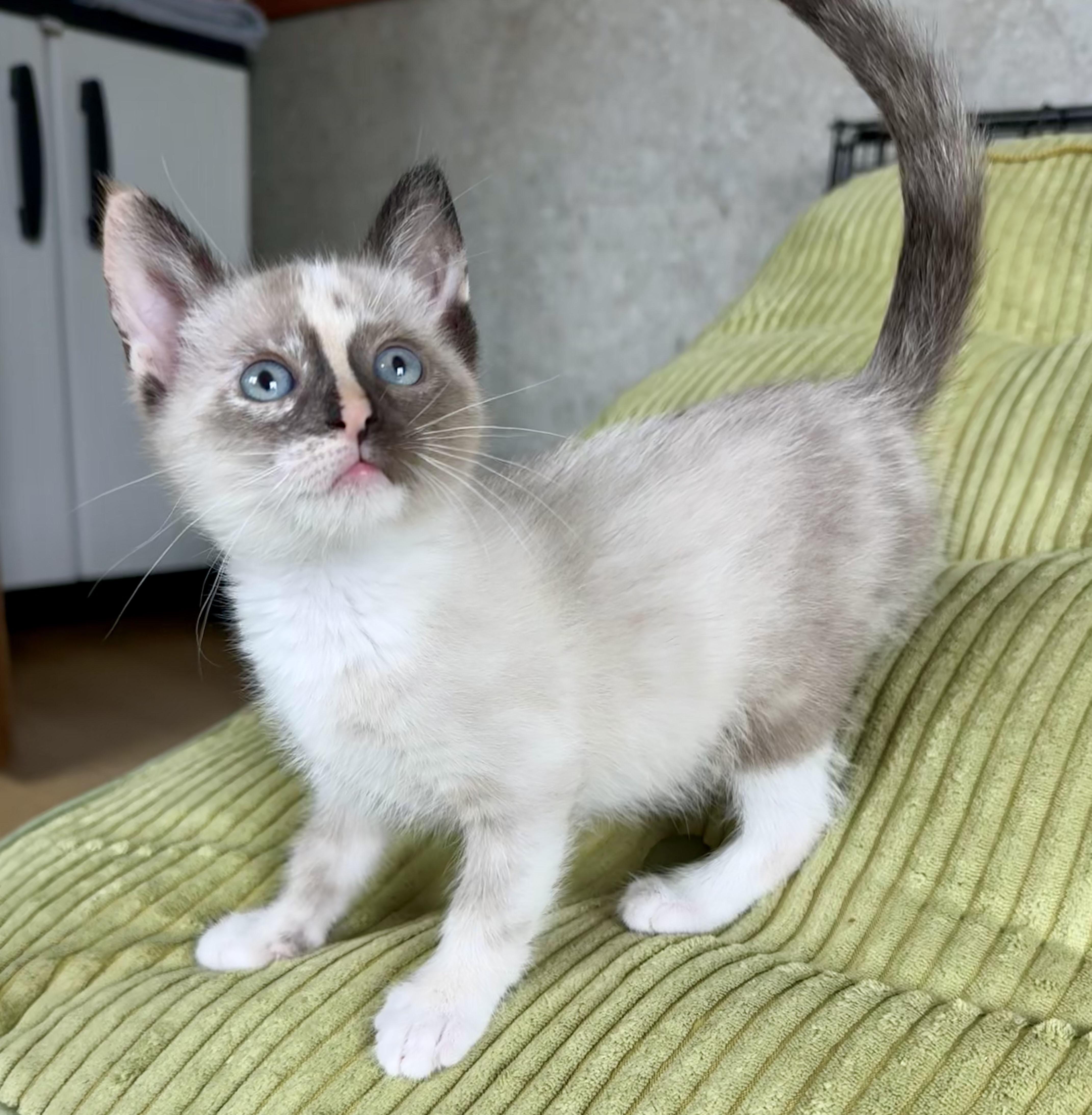 Mariachi, an adopted Siamese in Milwaukee, WI image 1/6