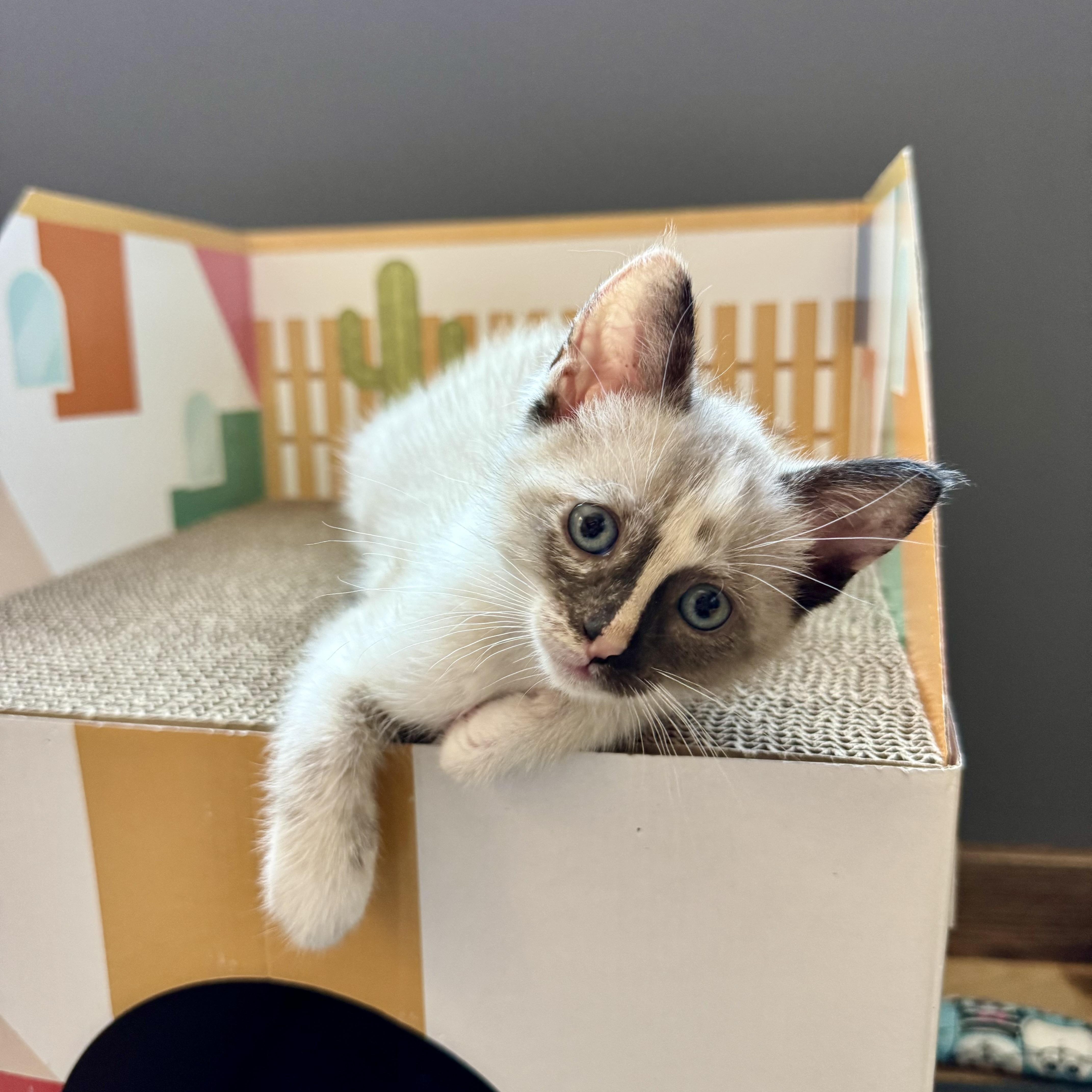 Mariachi, an adopted Siamese in Milwaukee, WI image 3/6