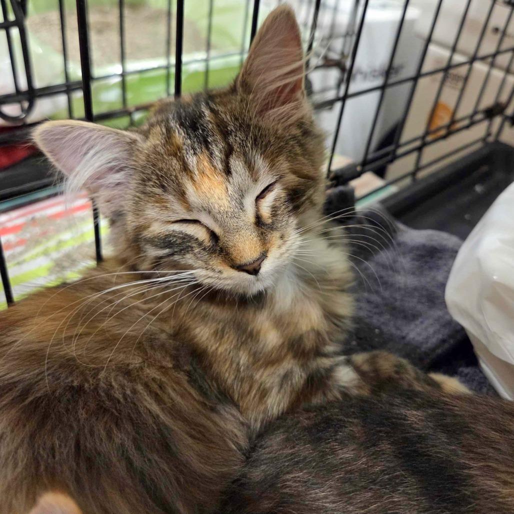 Enlarge Tippie (adopt with Chester), a Adoptable Domestic Short Hair in Fayetteville, GA image 1/6