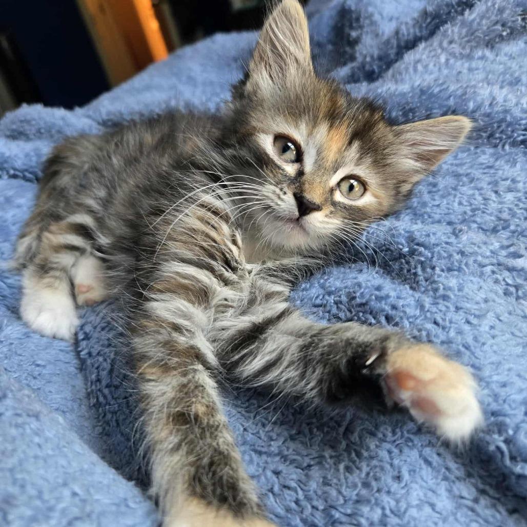 Enlarge Tippie (adopt with Chester), a Adoptable Domestic Short Hair in Fayetteville, GA image 2/6