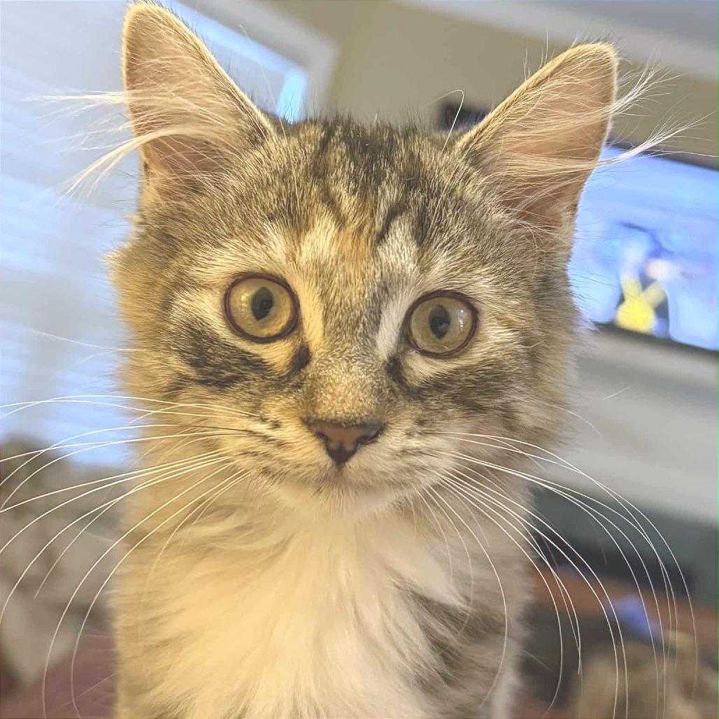 Enlarge Tippie (adopt with Chester), a Adoptable Domestic Short Hair in Fayetteville, GA image 3/6