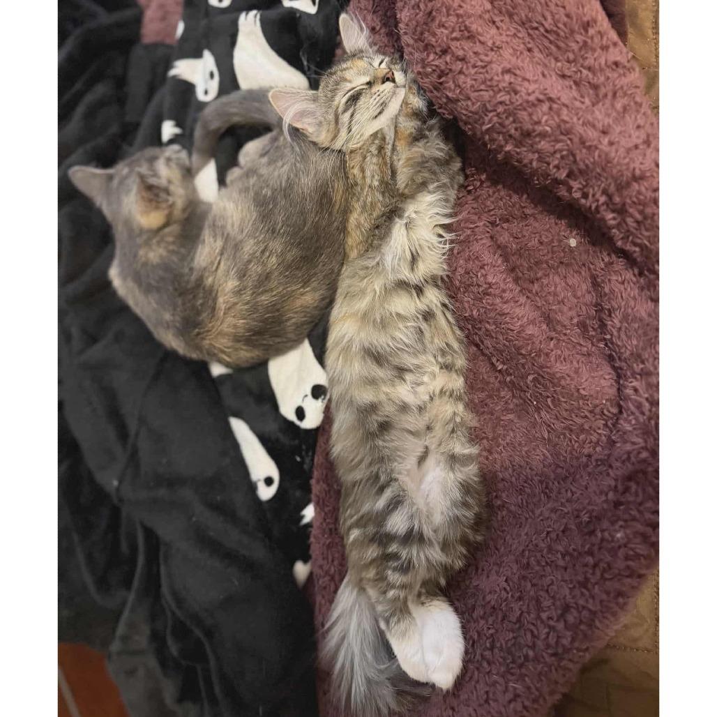 Enlarge Tippie (adopt with Chester), a Adoptable Domestic Short Hair in Fayetteville, GA image 4/6