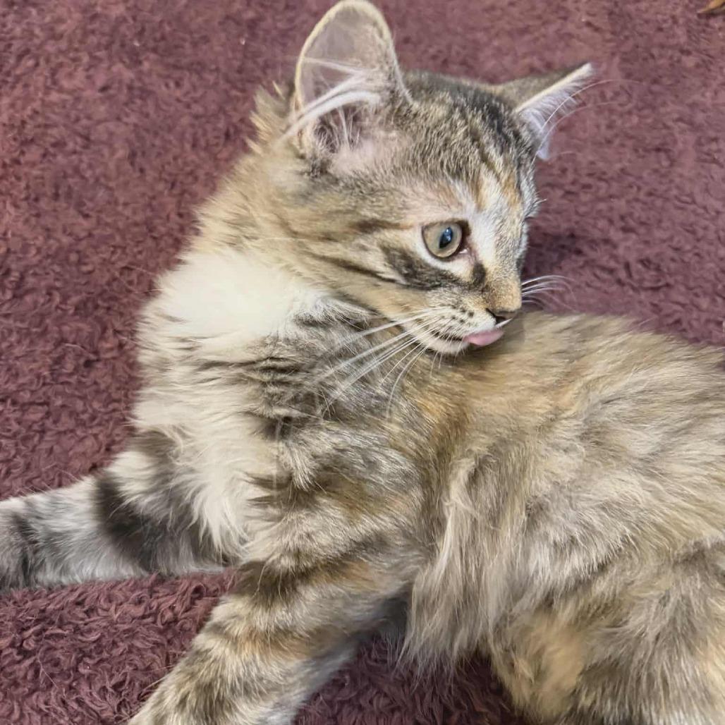 Enlarge Tippie (adopt with Chester), a Adoptable Domestic Short Hair in Fayetteville, GA image 5/6