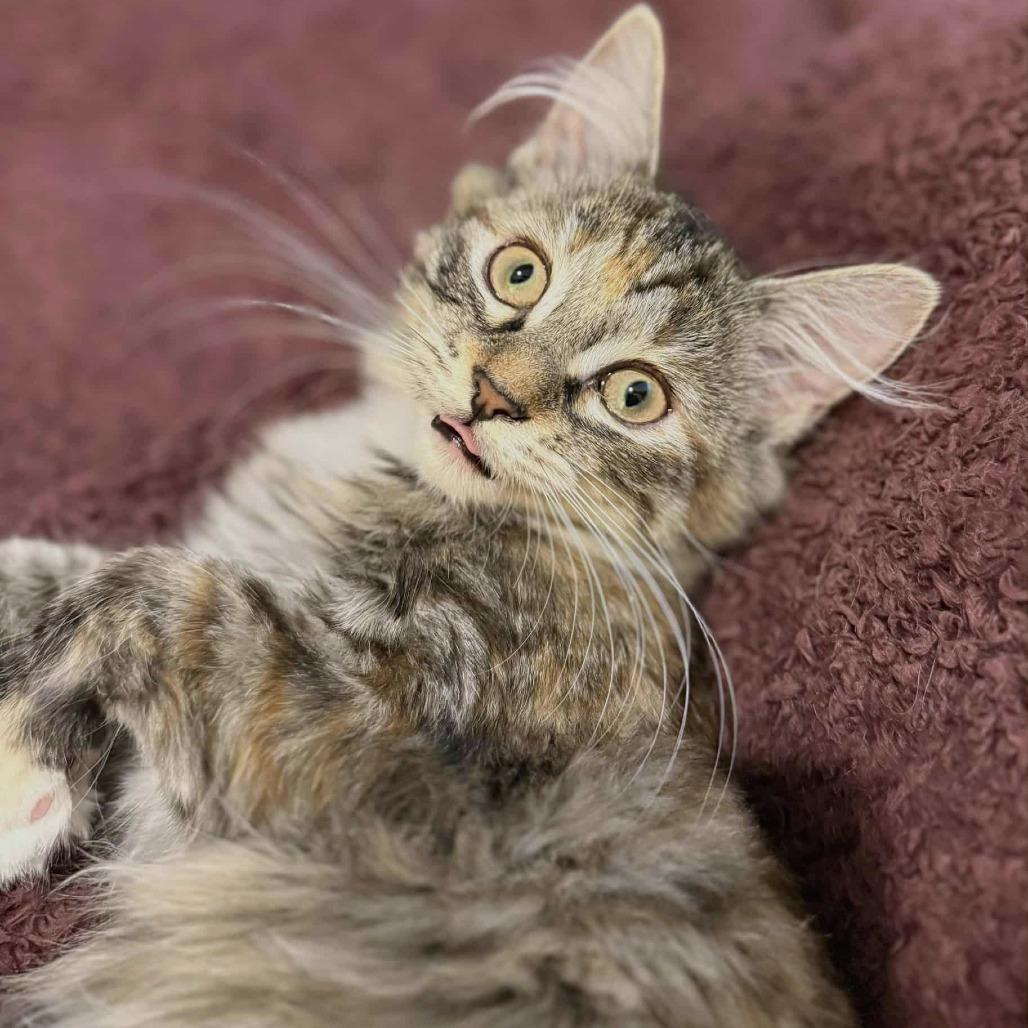 Enlarge Tippie (adopt with Chester), a Adoptable Domestic Short Hair in Fayetteville, GA image 6/6