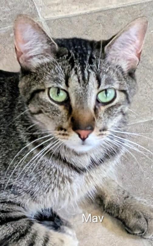 Enlarge Maverick, a ADOPTABLE Domestic Short Hair in Colfax, IA image 1/2