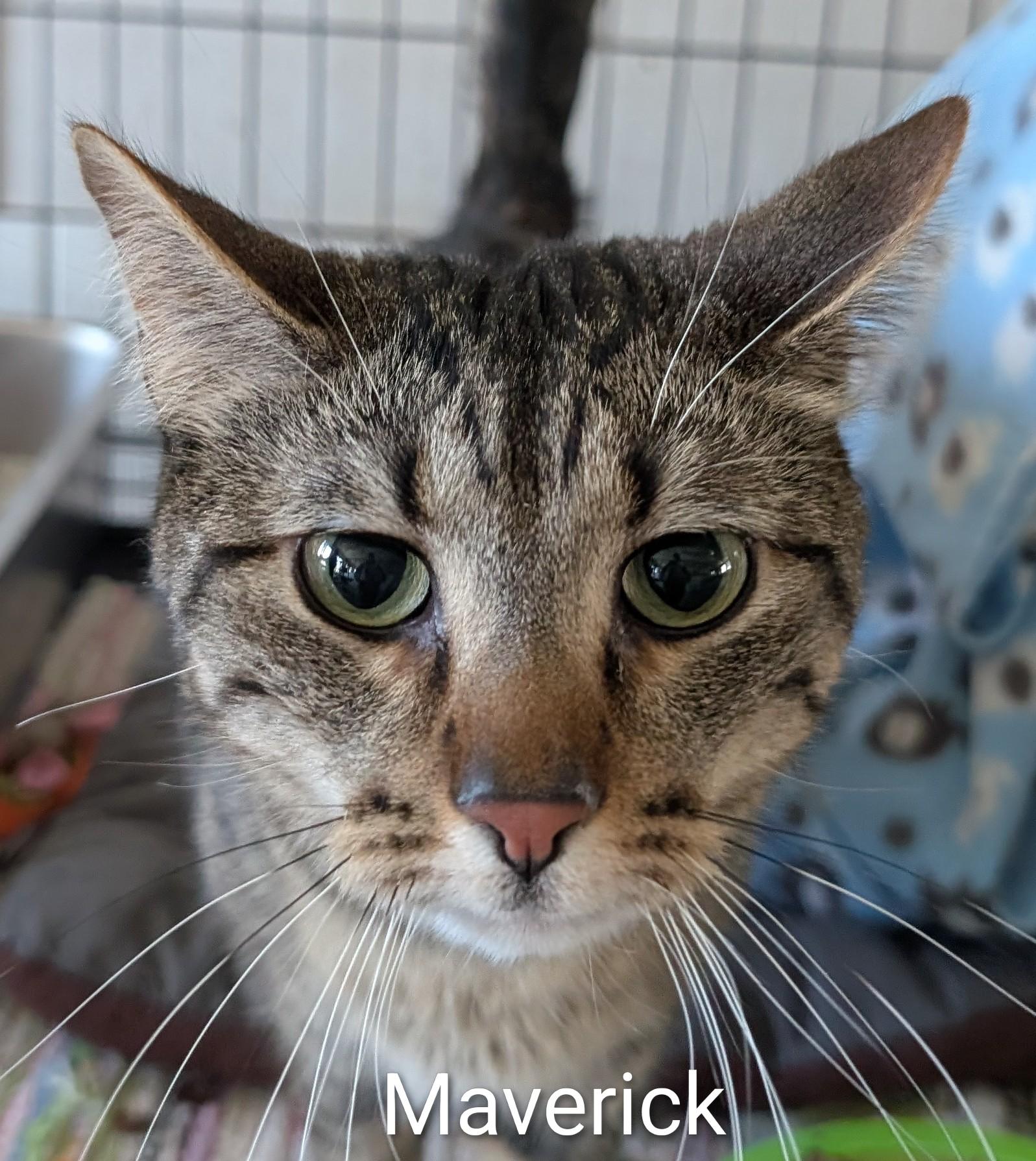 Enlarge Maverick, a ADOPTABLE Domestic Short Hair in Colfax, IA image 2/2