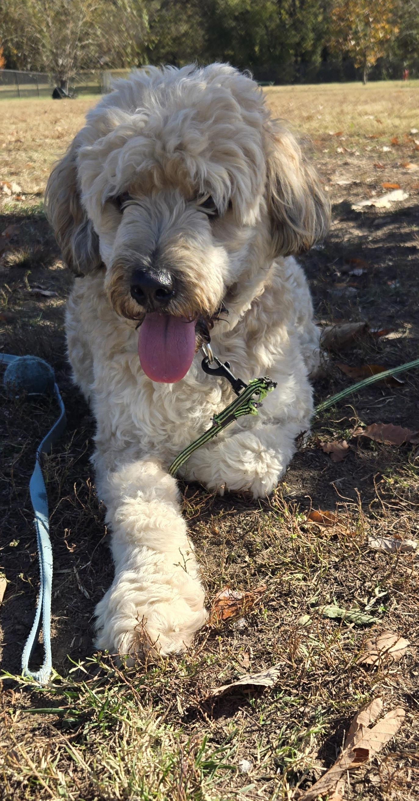 Piper and Harley - Courtesy Post