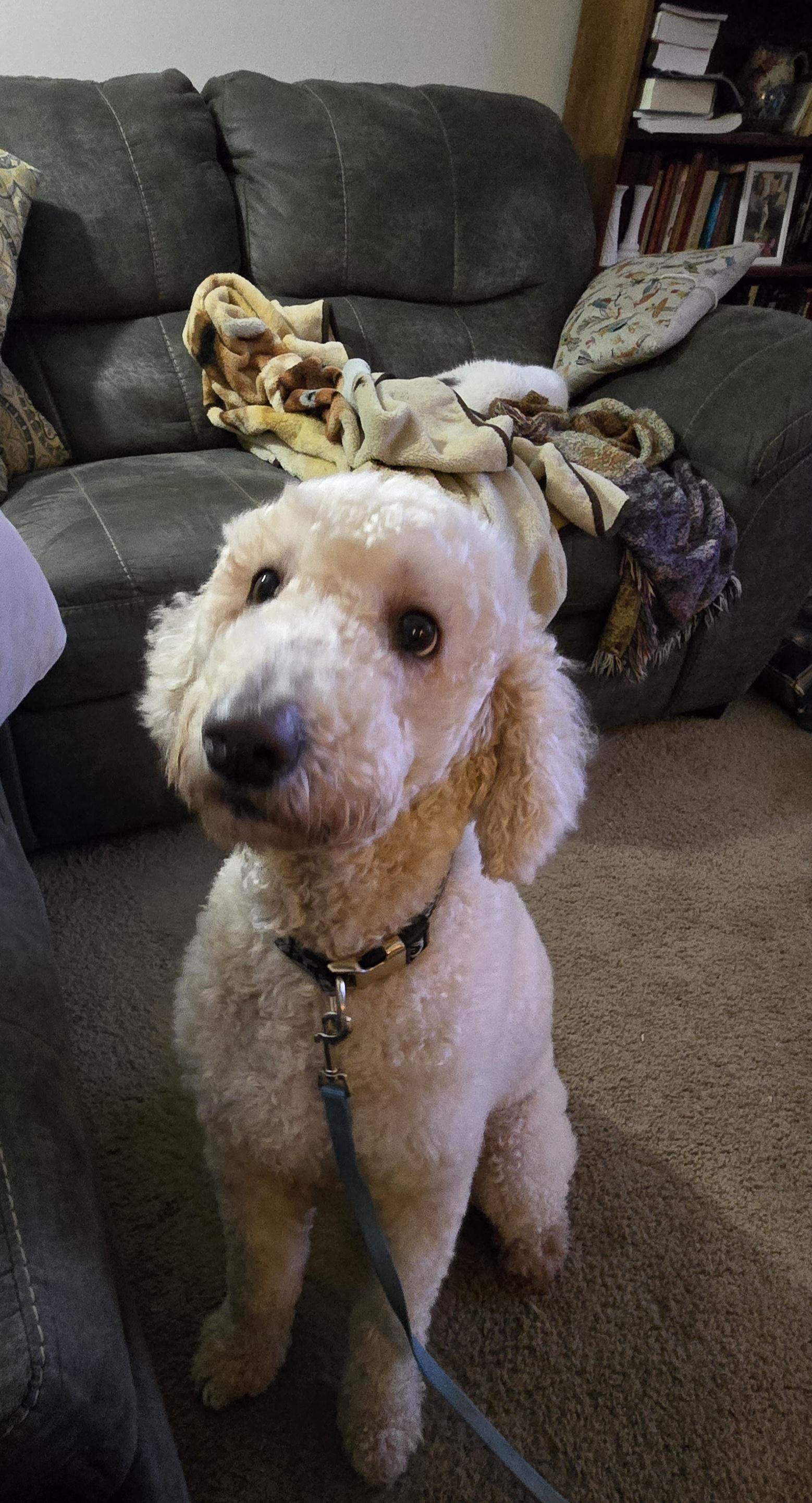 Piper and Harley - Courtesy Post, Adopted, Adult Female Goldendoodle.