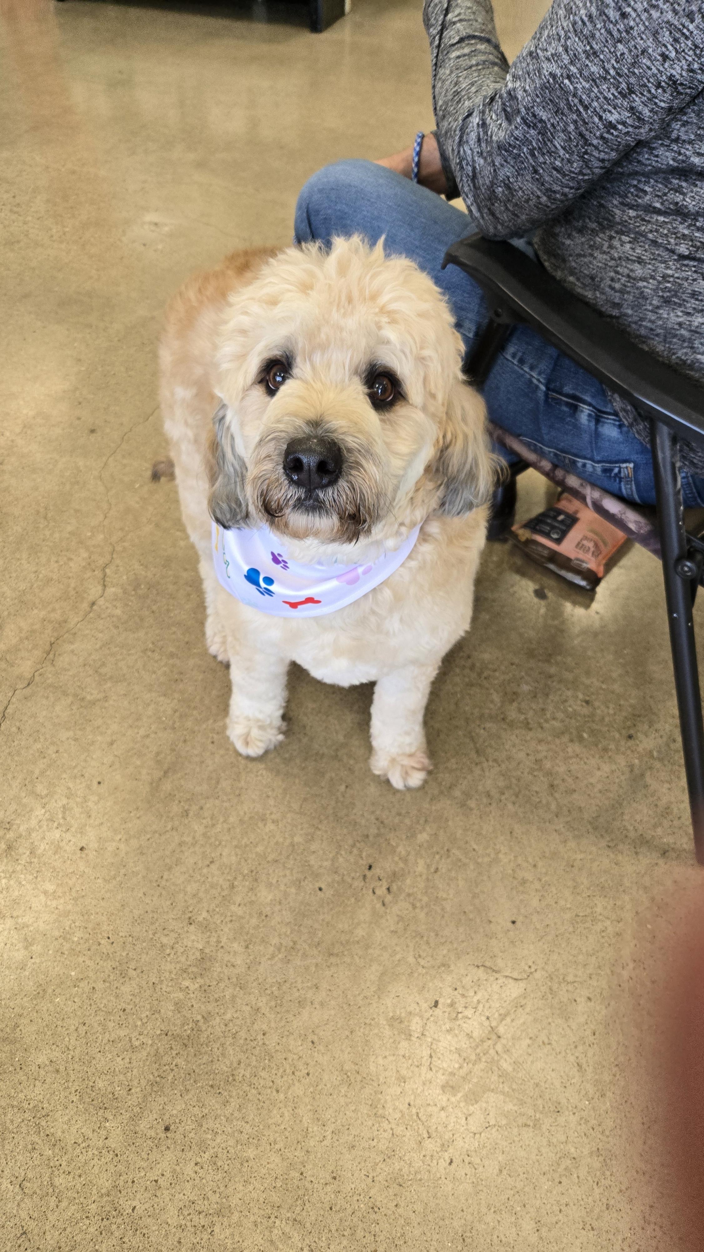 Piper and Harley - Courtesy Post