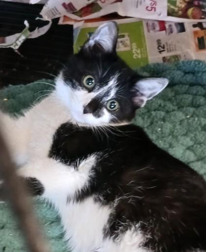 Enlarge Mia, a Adoptable Domestic Short Hair in West Memphis, AR image 1/1